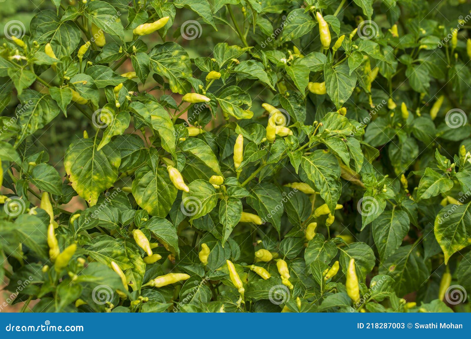 White Spicy Green Chillies on the Plant Stock Image Image of natural