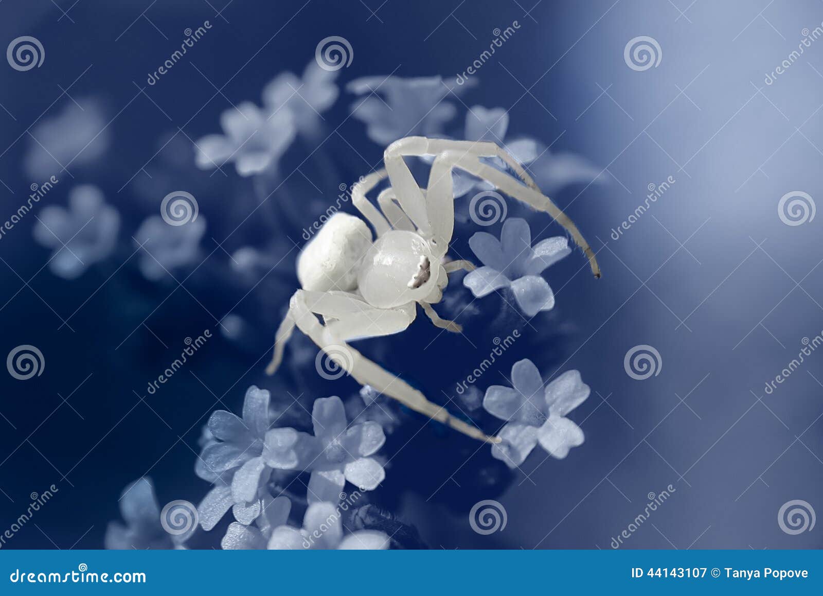 White spider stock image. Image of close, stalking, camouflage 44143107