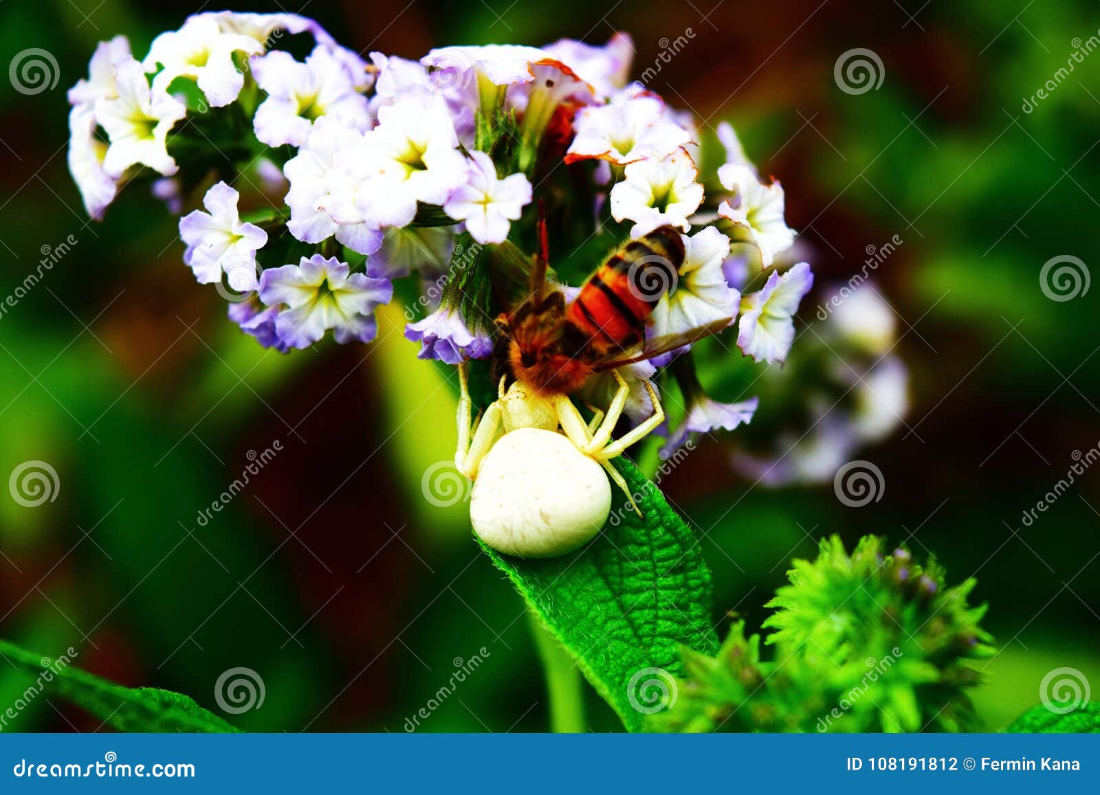 white spider on flower catching bee