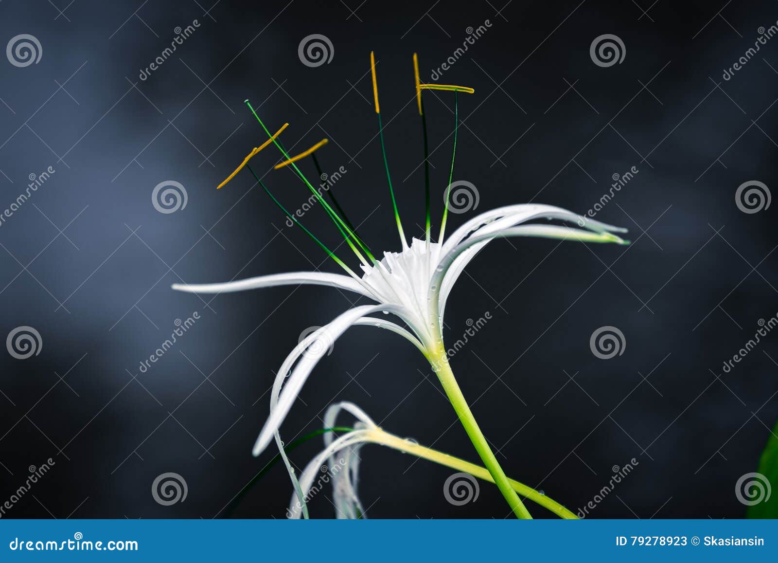 421 Lily Smoke Stock Photos Free & RoyaltyFree Stock Photos from