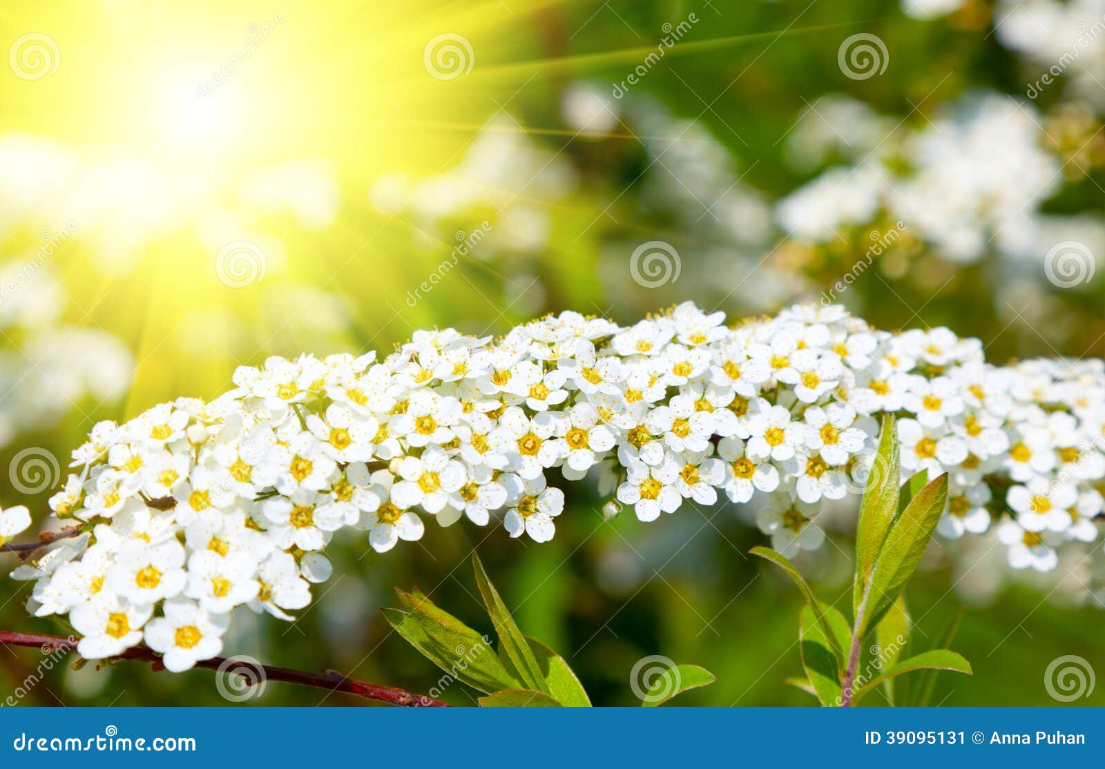 white spiraea (meadowsweet) flowers early spring