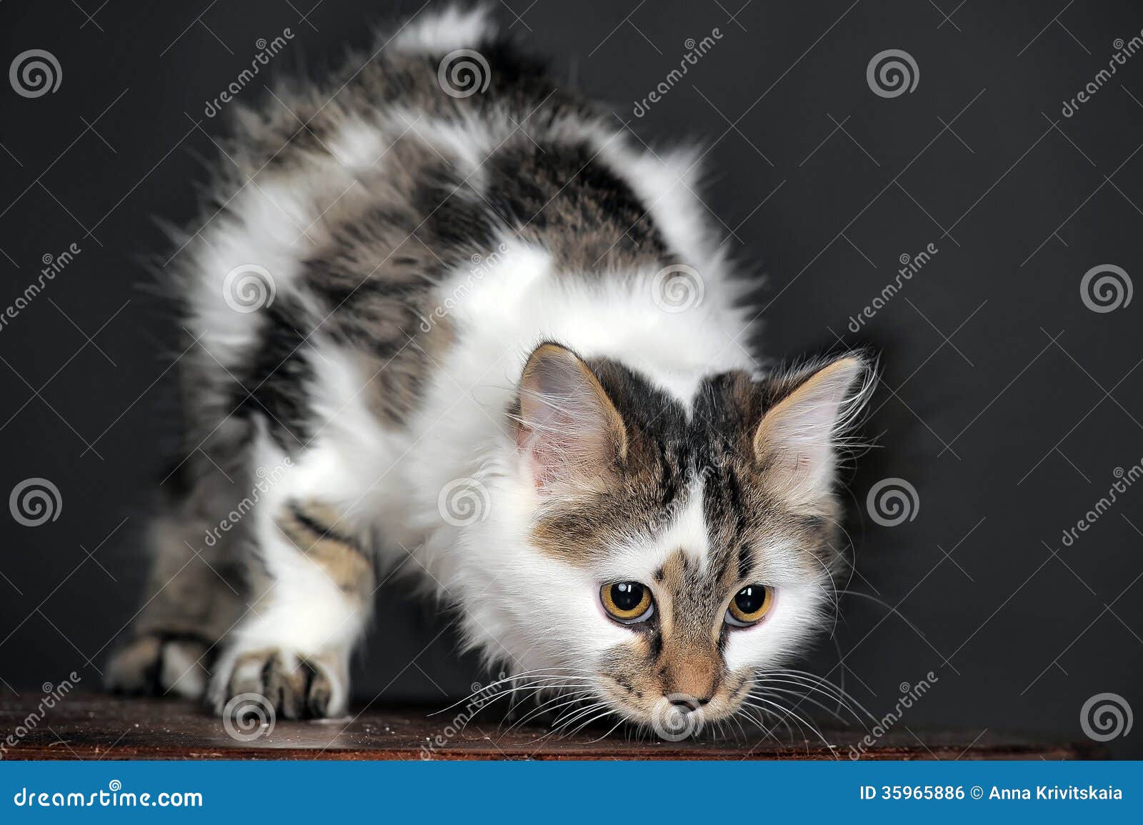 White with Spots Striped Cat Stock Photo Image of domestic, mammal