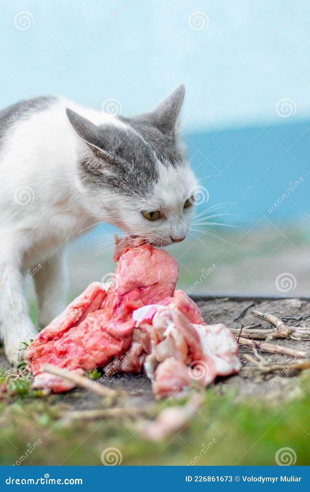 cat eating meat