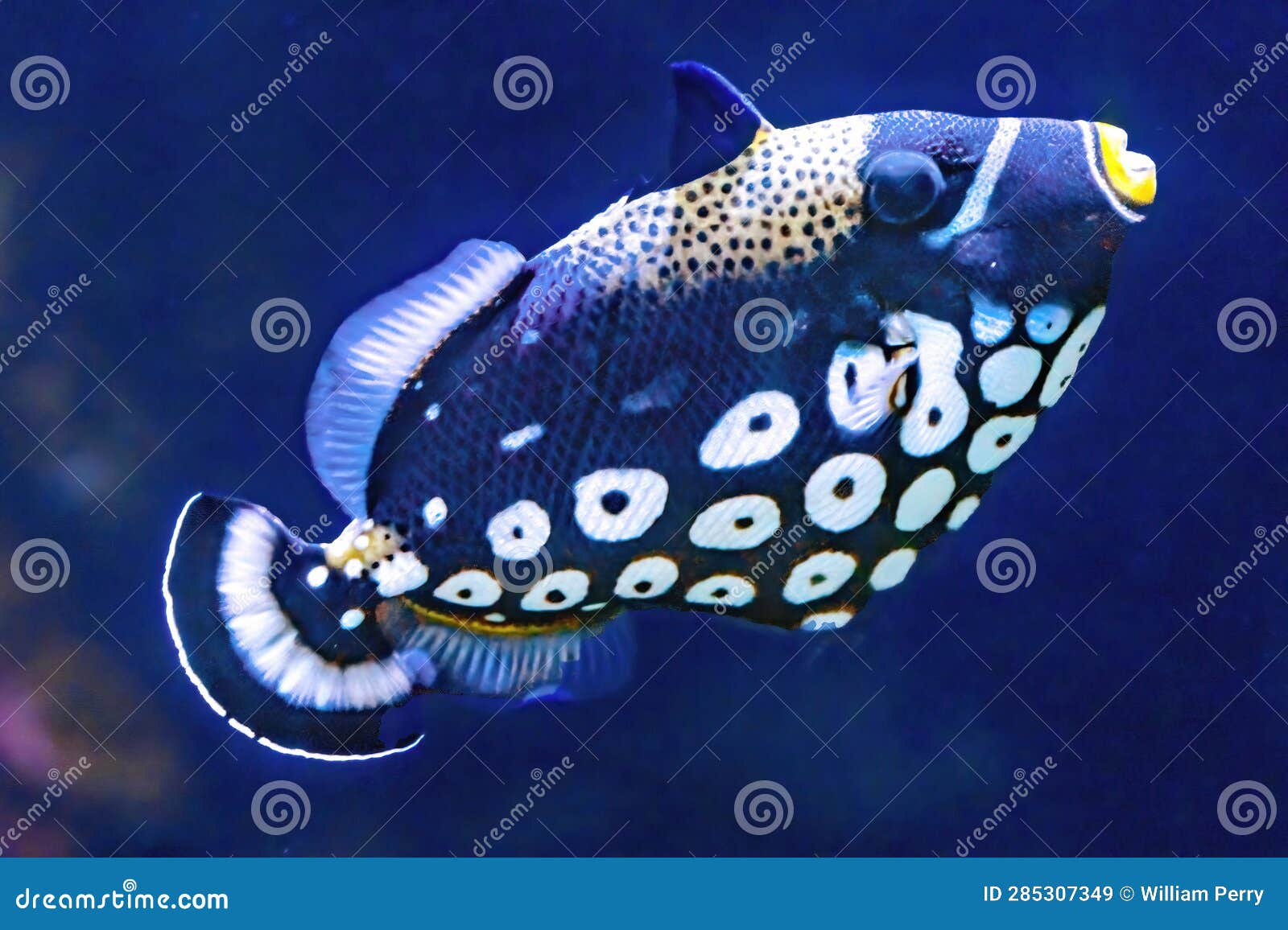 white spotted clown trigger fish waikiki oahu hawaii