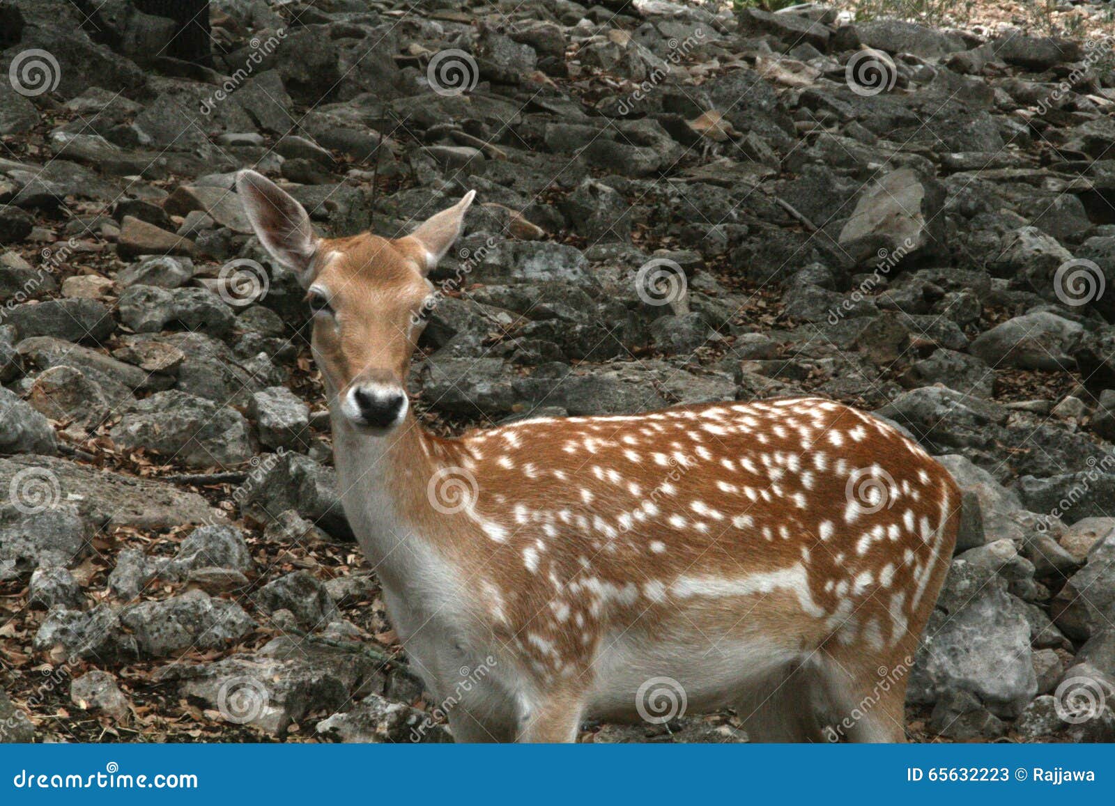 White Spotted Deer stock image. Image of rocks, forest 65632223