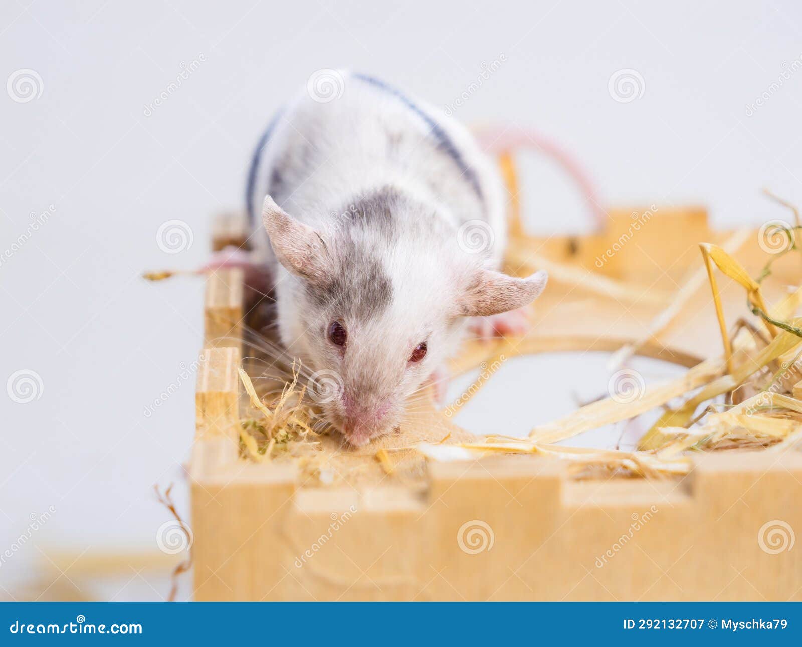 White Spotted Laboratory Mouse, Small Mouse, Pet, Animal for