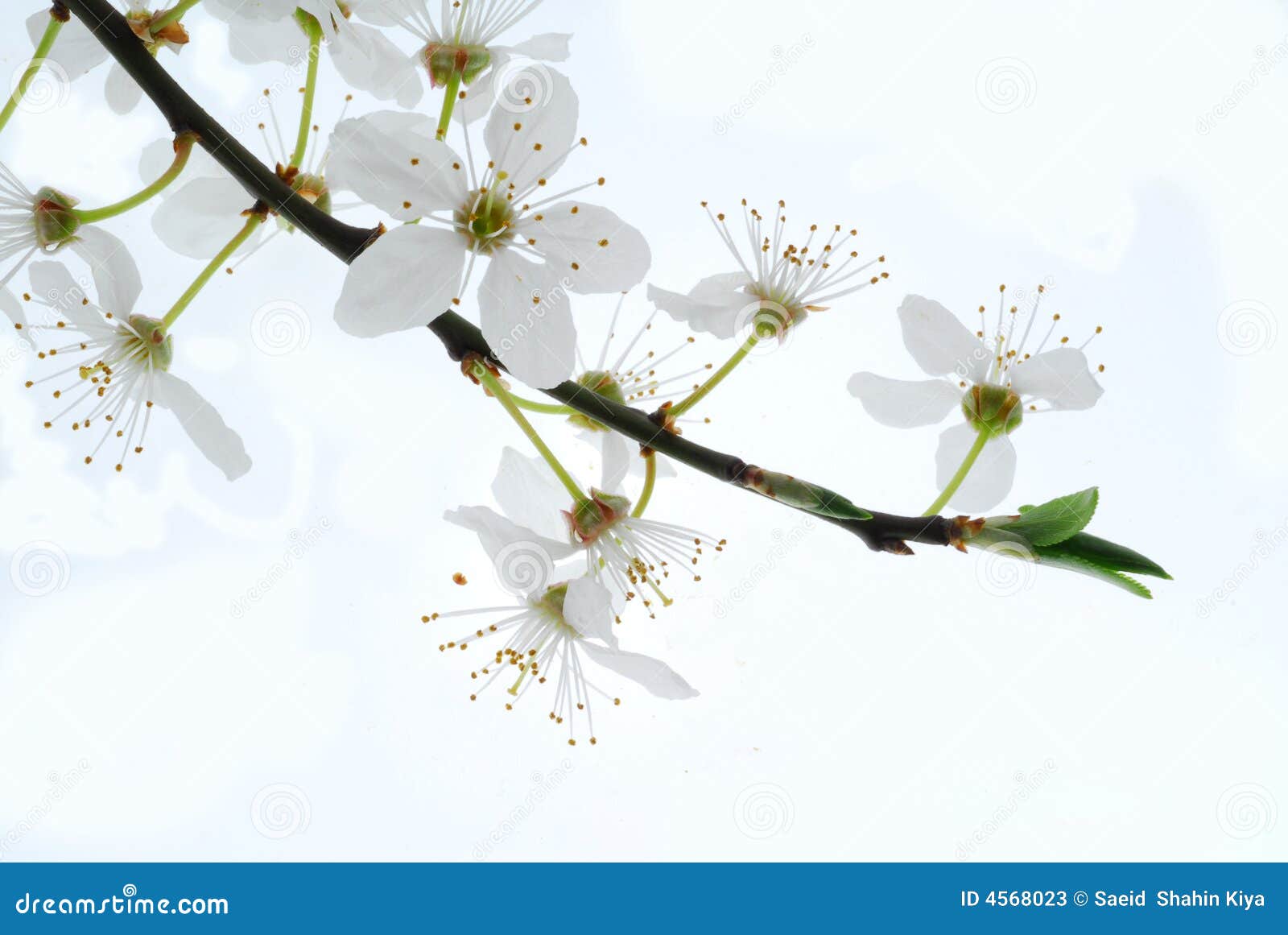 white spring blooms