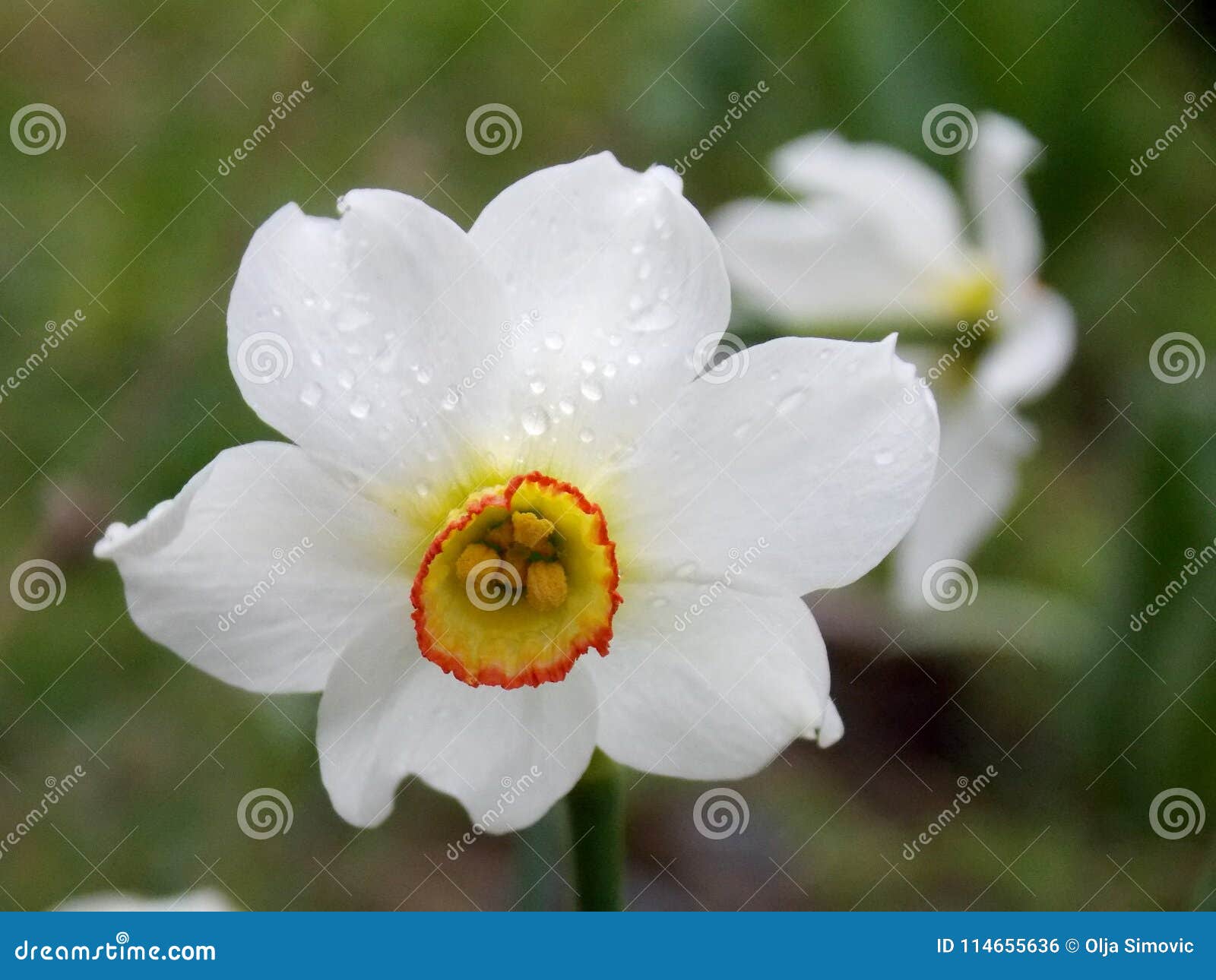 White spring flower stock photo. Image of spring, plant 114655636