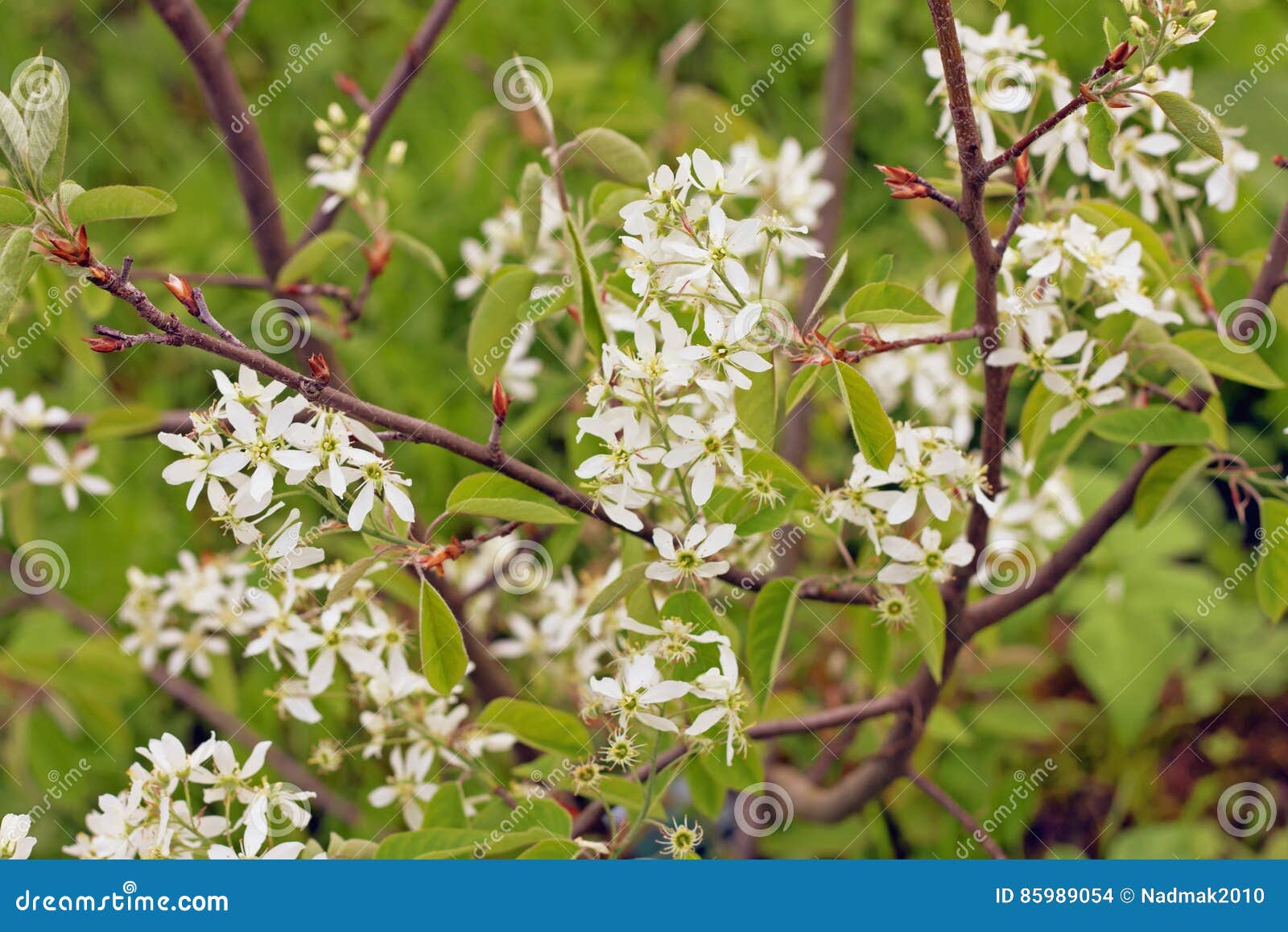 white spring flowers. flowering serviceberry amelanchier canadensis