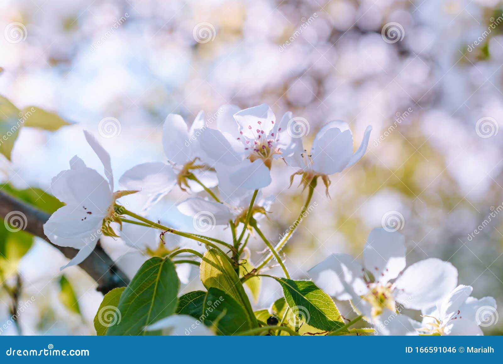 White spring flowers stock photo. Image of nature, romantic 166591046