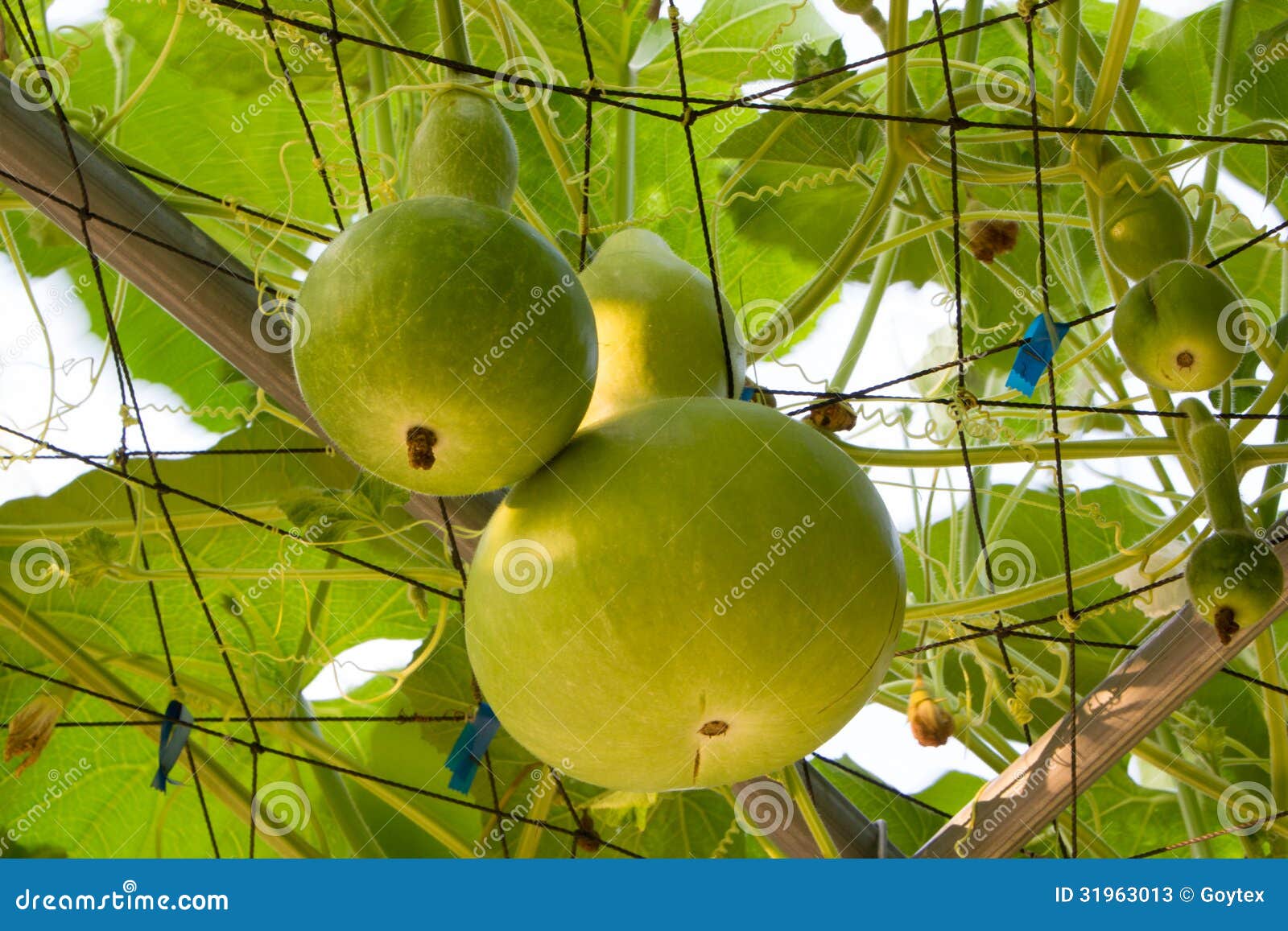 White squash stock image. Image of harvest, white, healthy 31963013