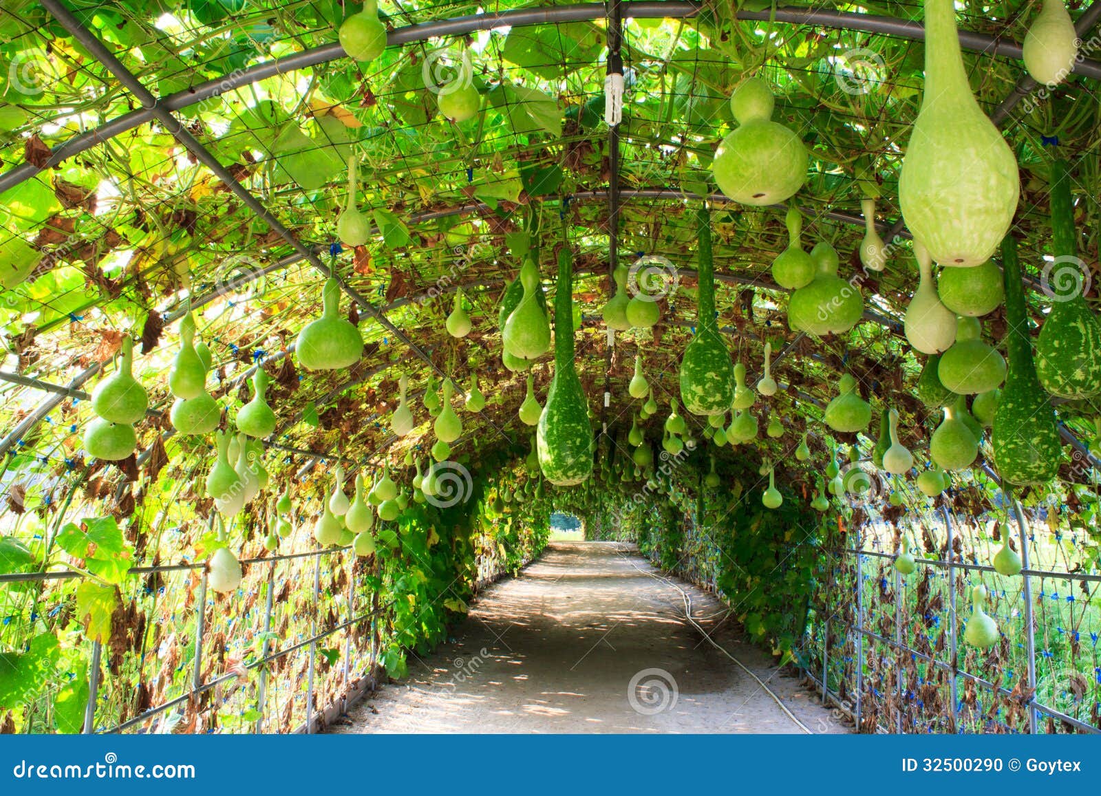 White squash stock photo. Image of vegetable, leaf, ingredient 32500290
