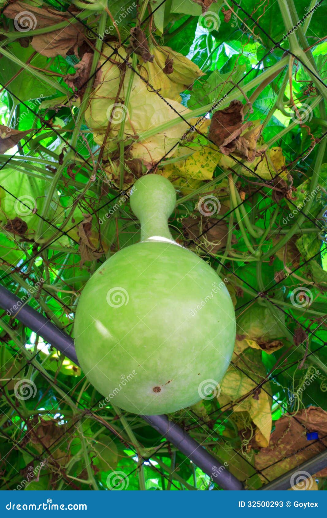 White squash stock image. Image of fresh, plant, ingredient 32500293