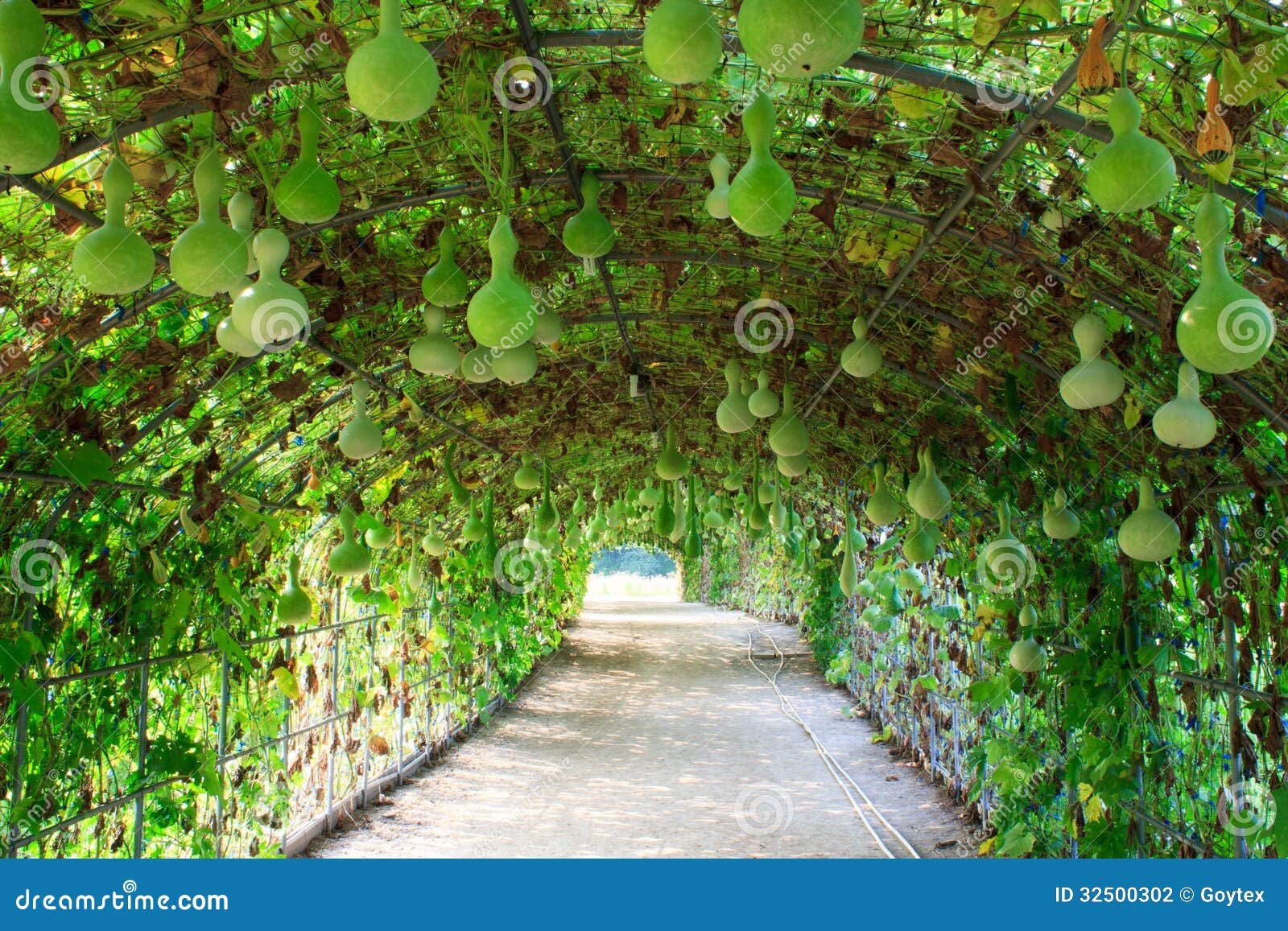 White squash stock photo. Image of ingredient, ripe, delicious 32500302