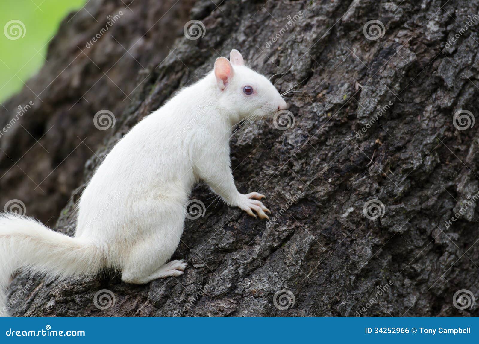 Are white squirrels rare?