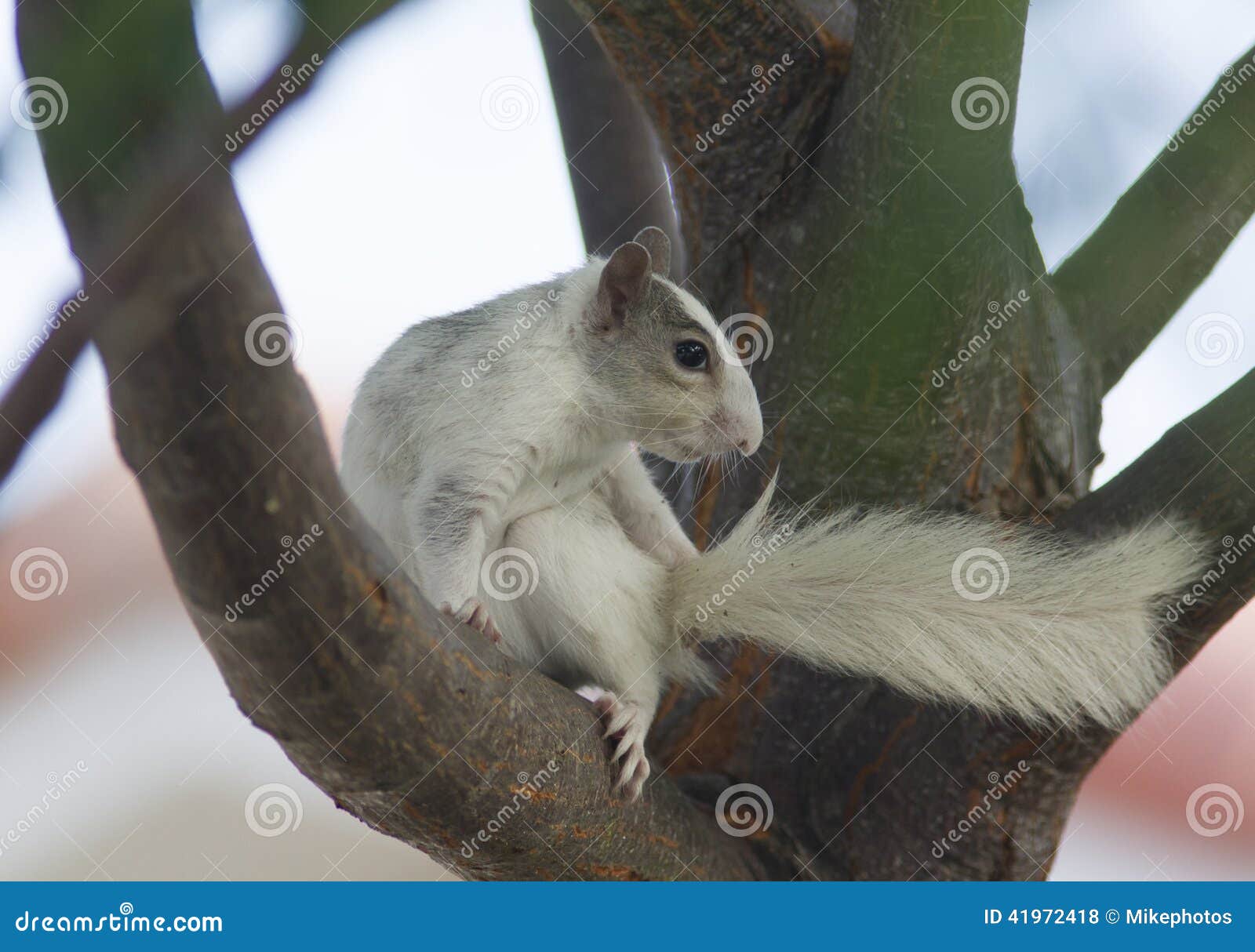 White squirrel on tree stock photo. Image of color, squirrel 41972418