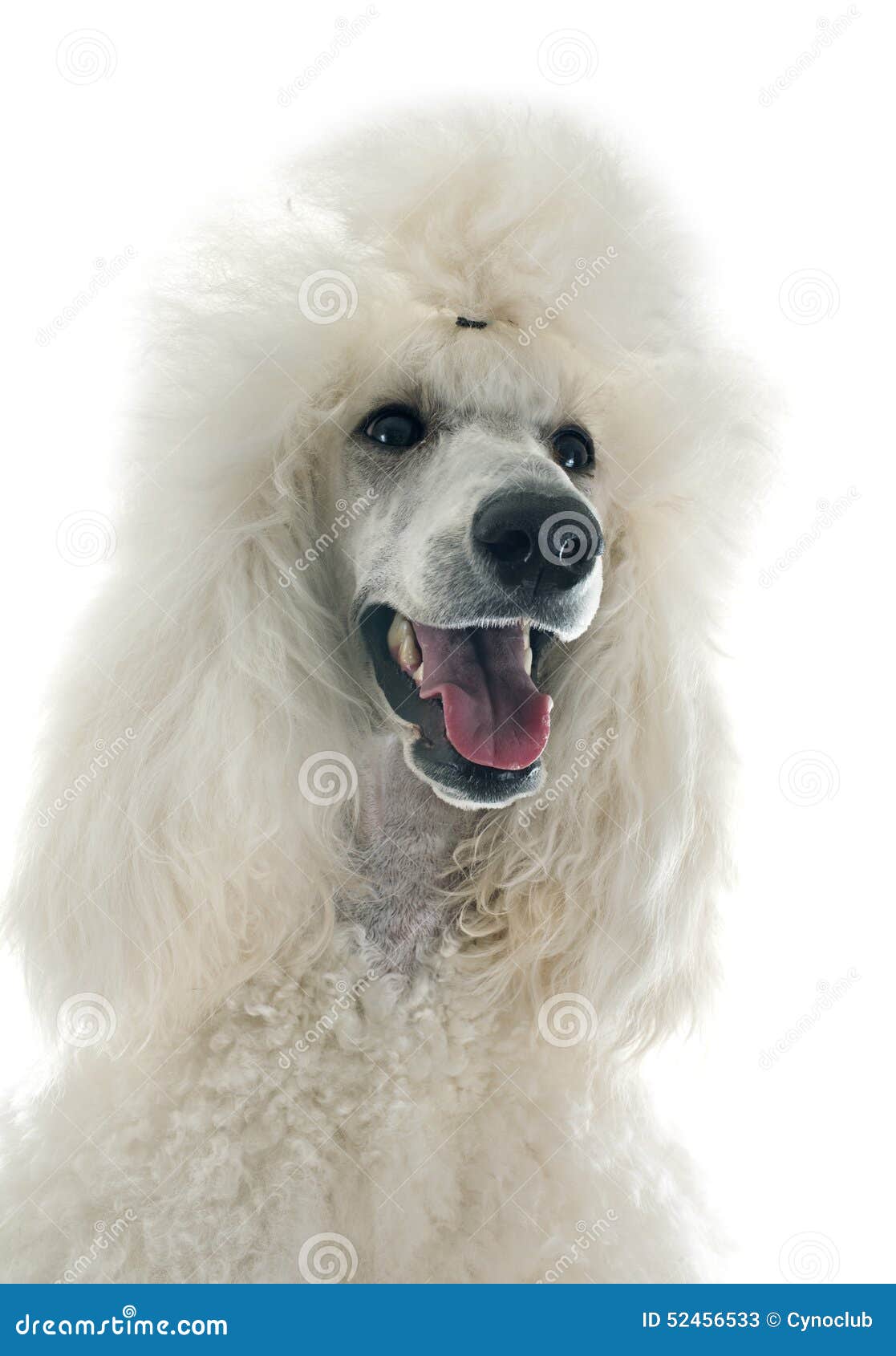 White Standard Poodle stock image. Image of hair, style 52456533