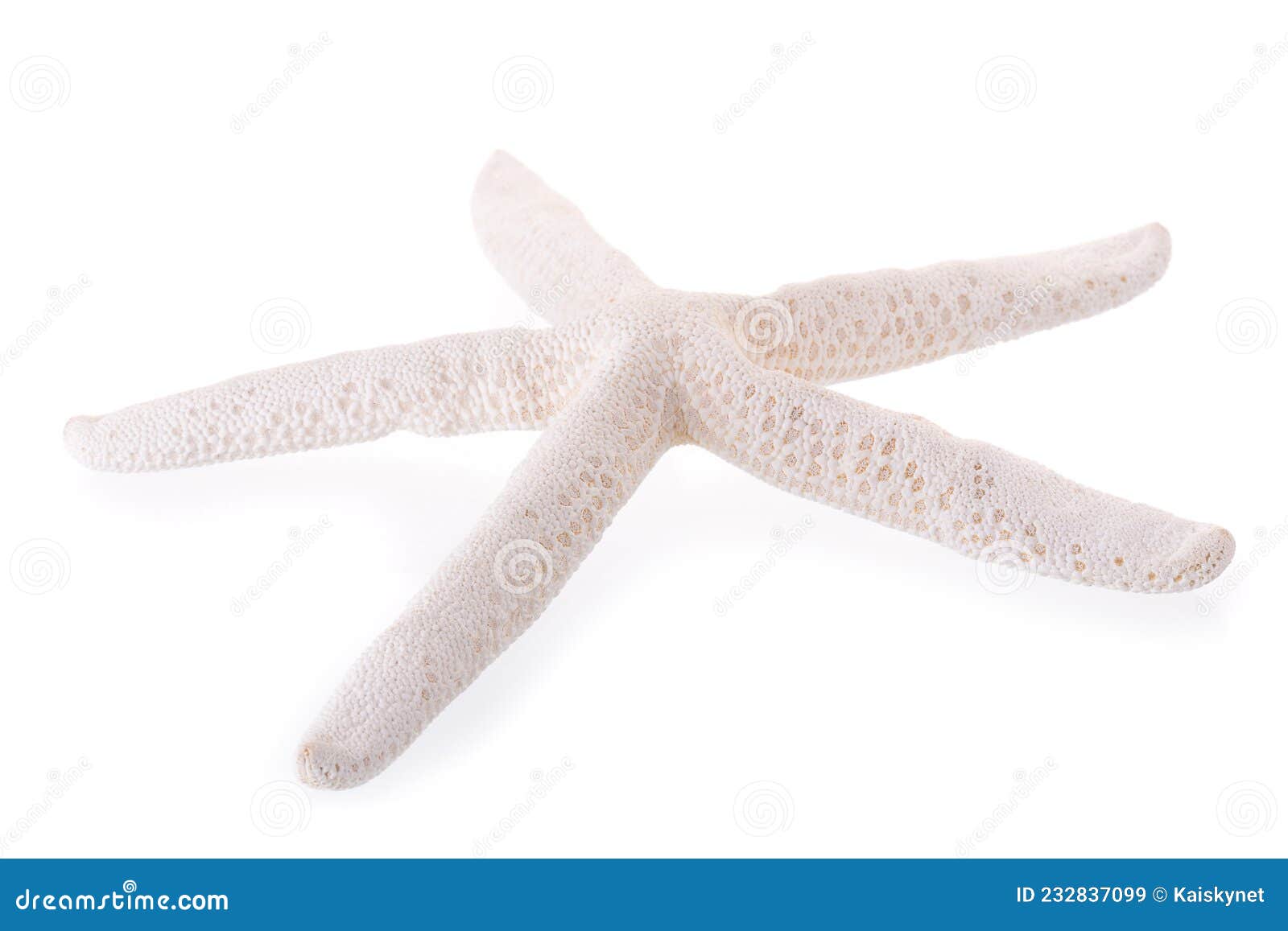 White Starfish Isolated on a White Background Stock Image - Image of