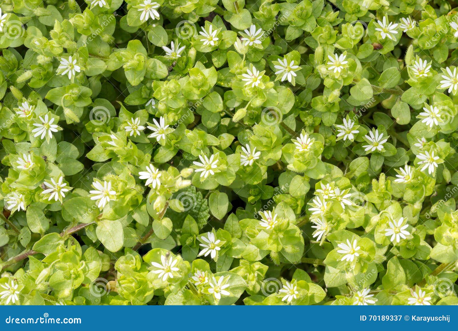 white stellaria media flowers