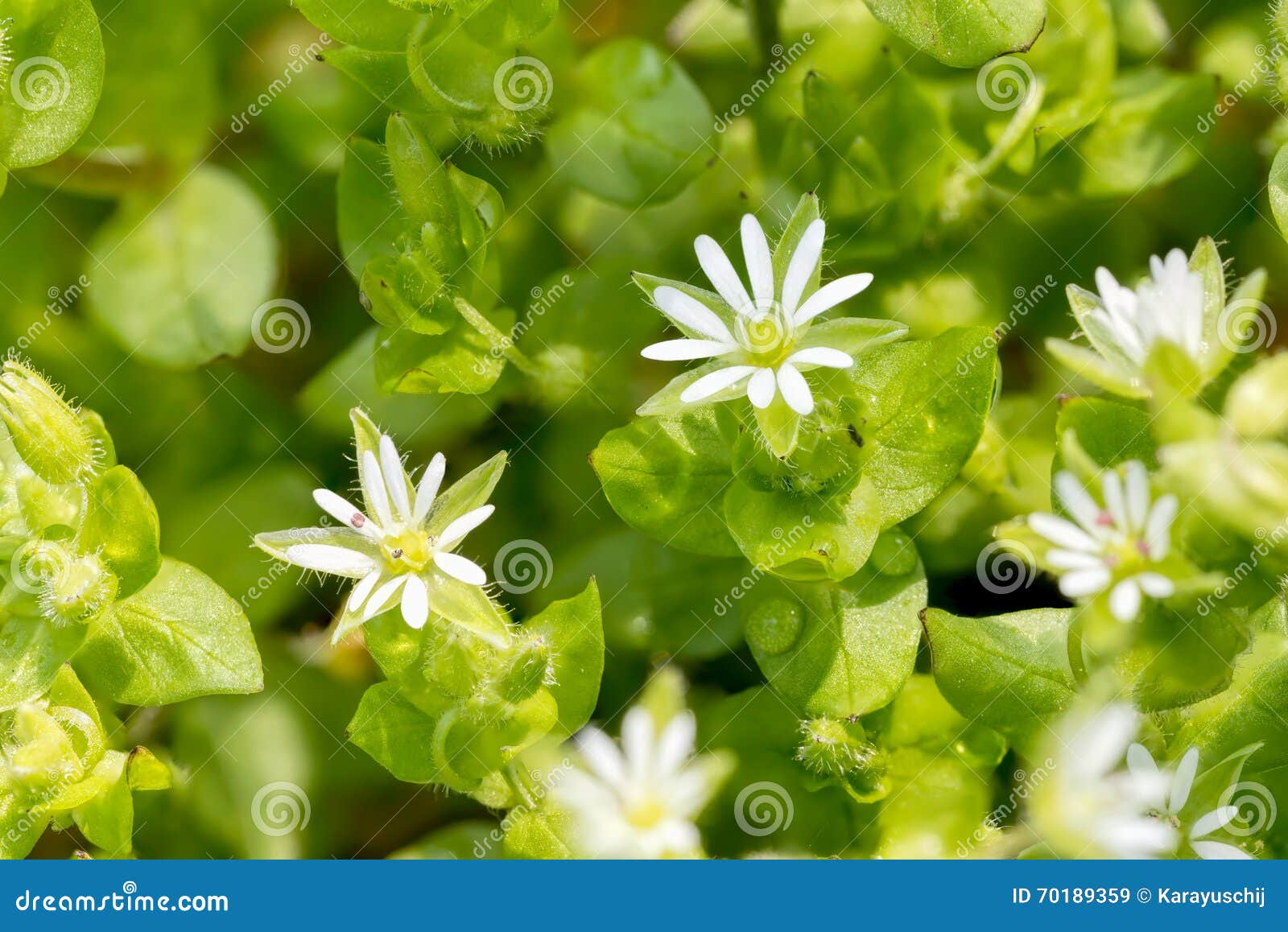 white stellaria media flowers