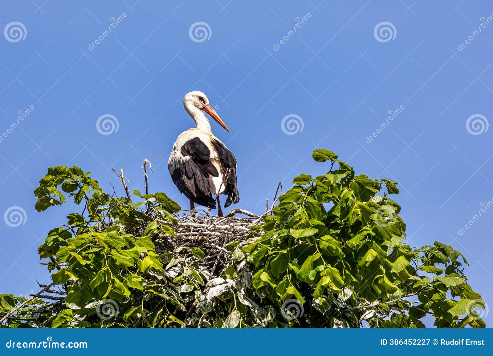 white stork, ciconia ciconia on the nest in oettingen, swabia, bavaria, germany, europe