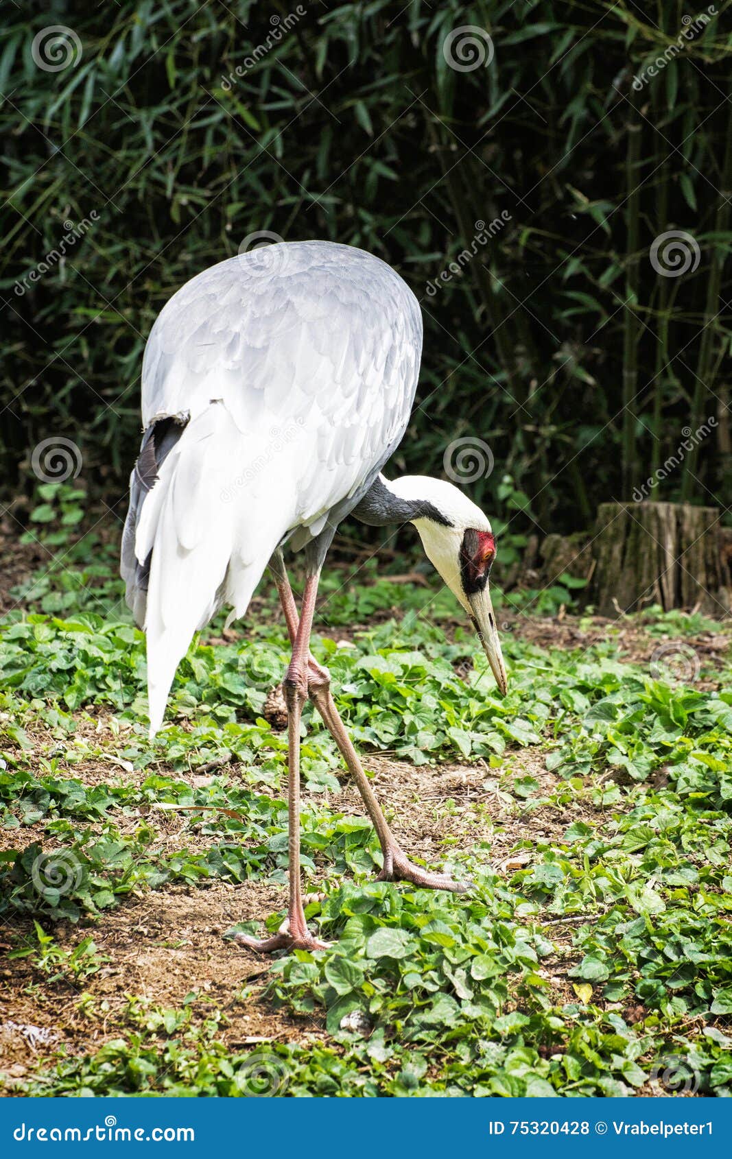 White Stork - Ciconia Ciconia In Outdoors Scene, Vertical ...