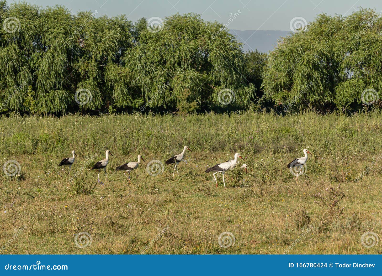 white stork, ciconia ciconia, family ciconiidae. animalia, chordata, aves, ciconiiformes