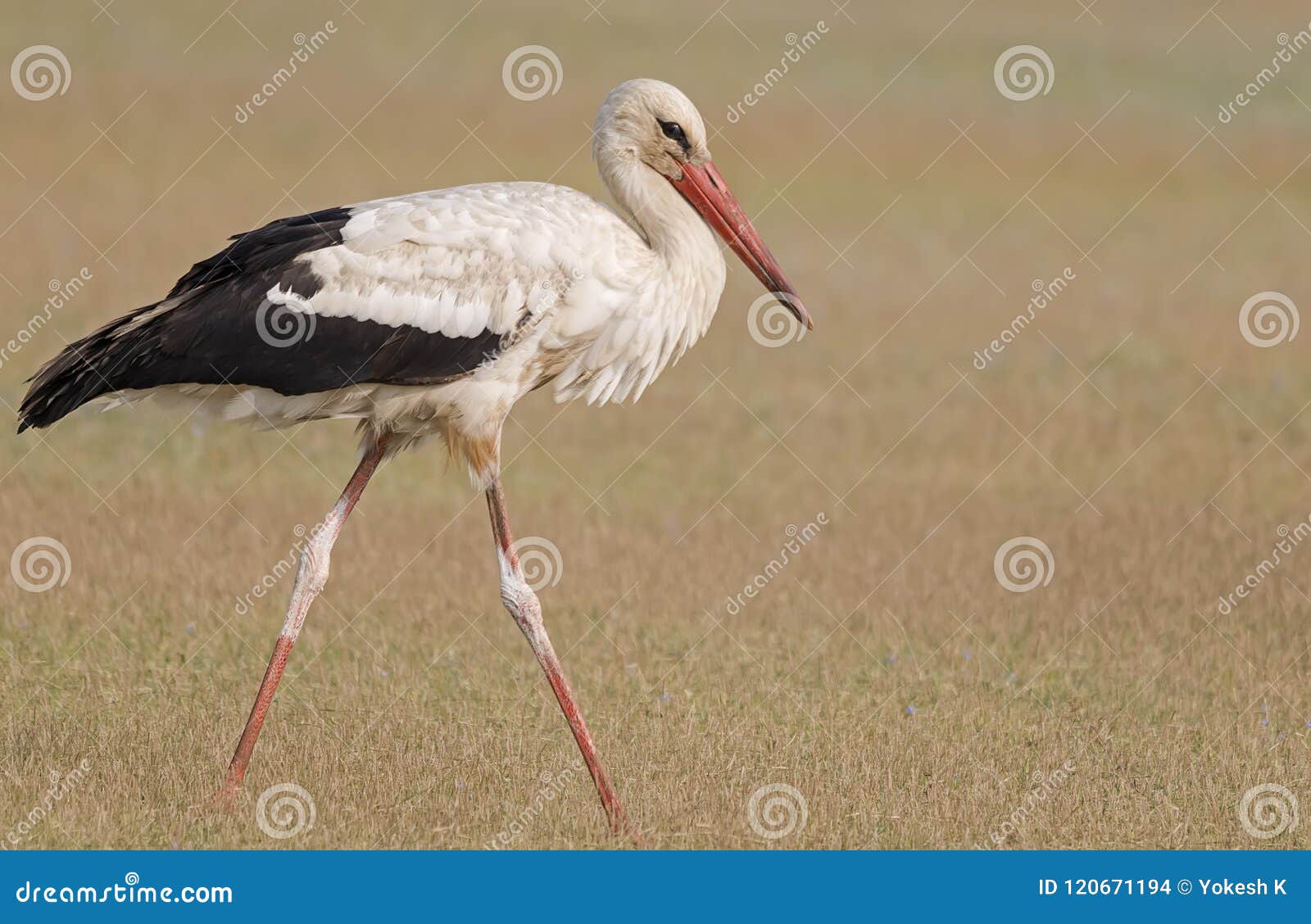 white stork in grass plain