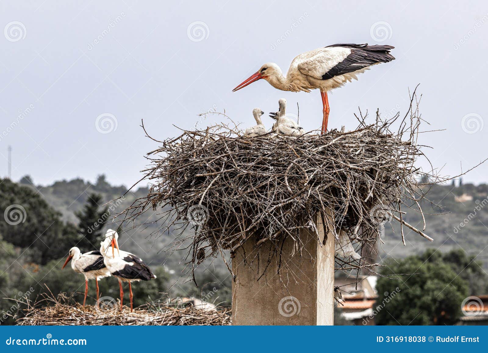 white storks, ciconia ciconia at odiaxere in the algarve region, district faro, portugal