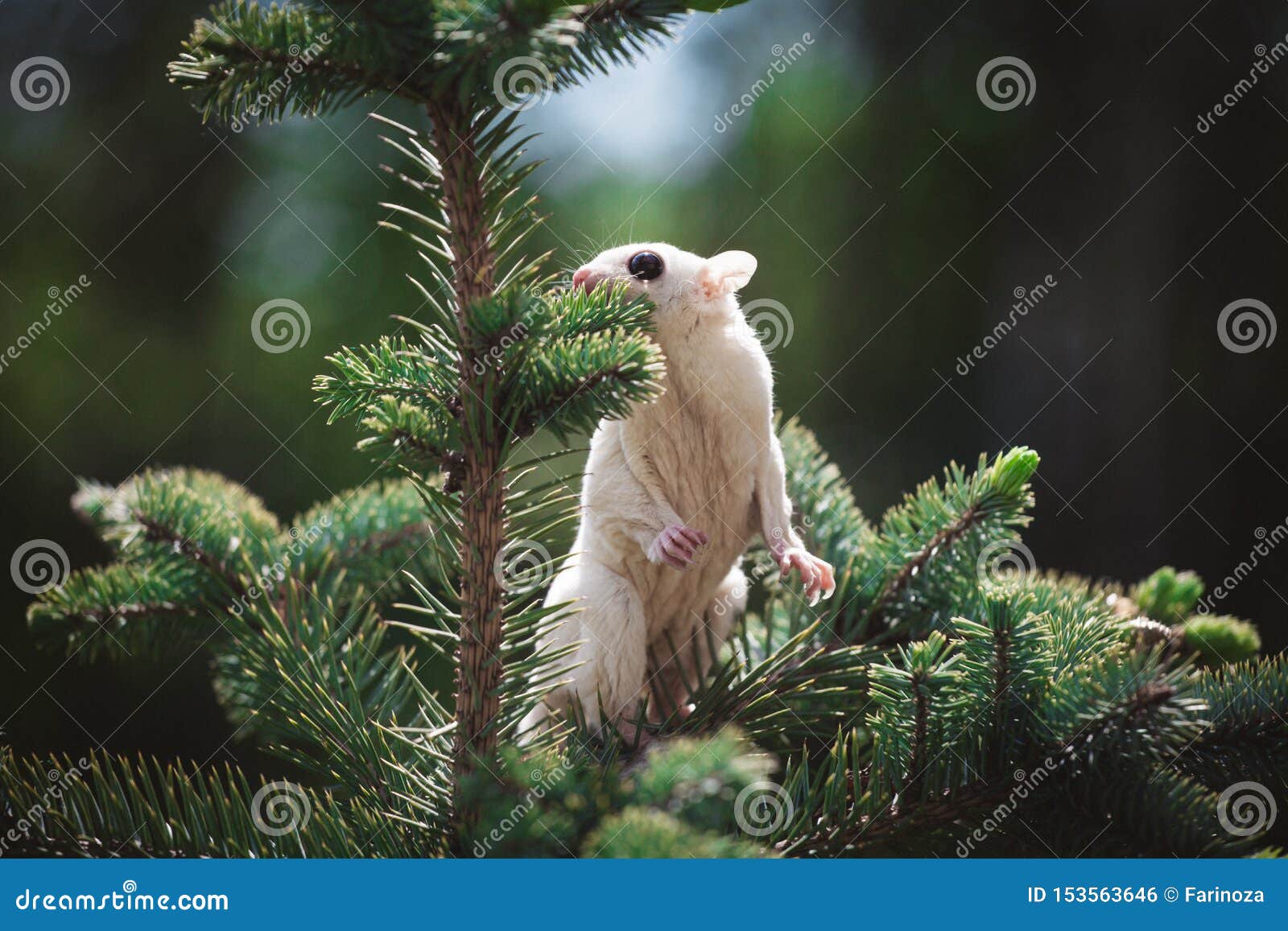 White Leucistic Sugar Glider On Branch In Garden Stock Photo - Image of