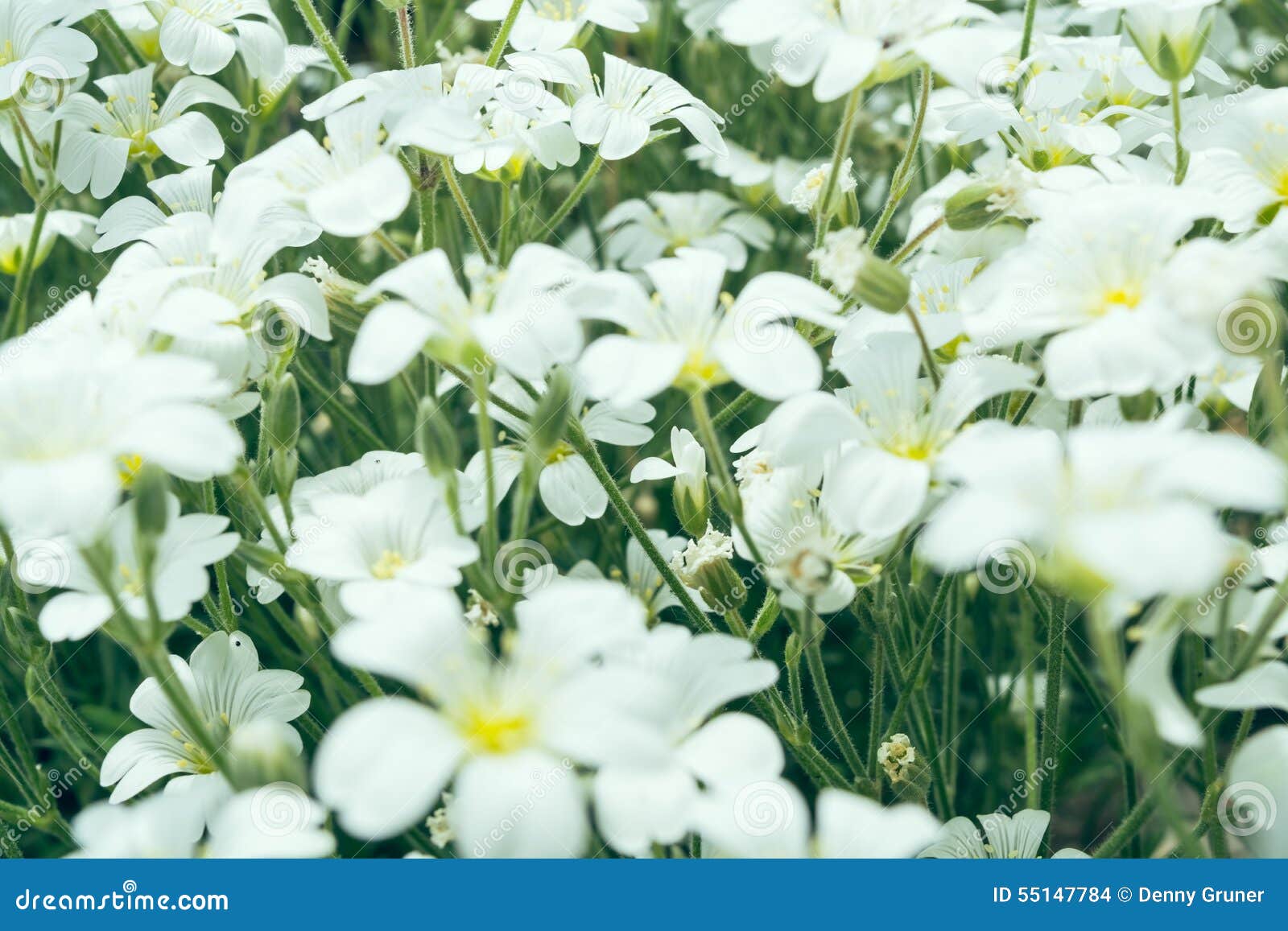 White summer flowers stock photo. Image of field, outdoors 55147784