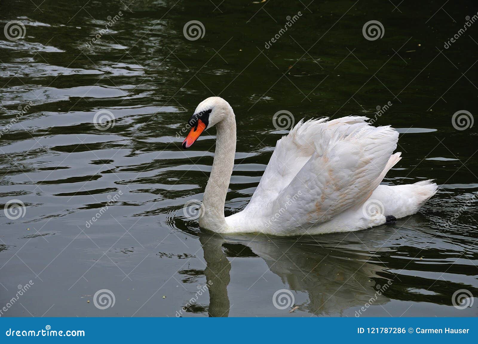 White swan on black water stock photo. Image of 121787286
