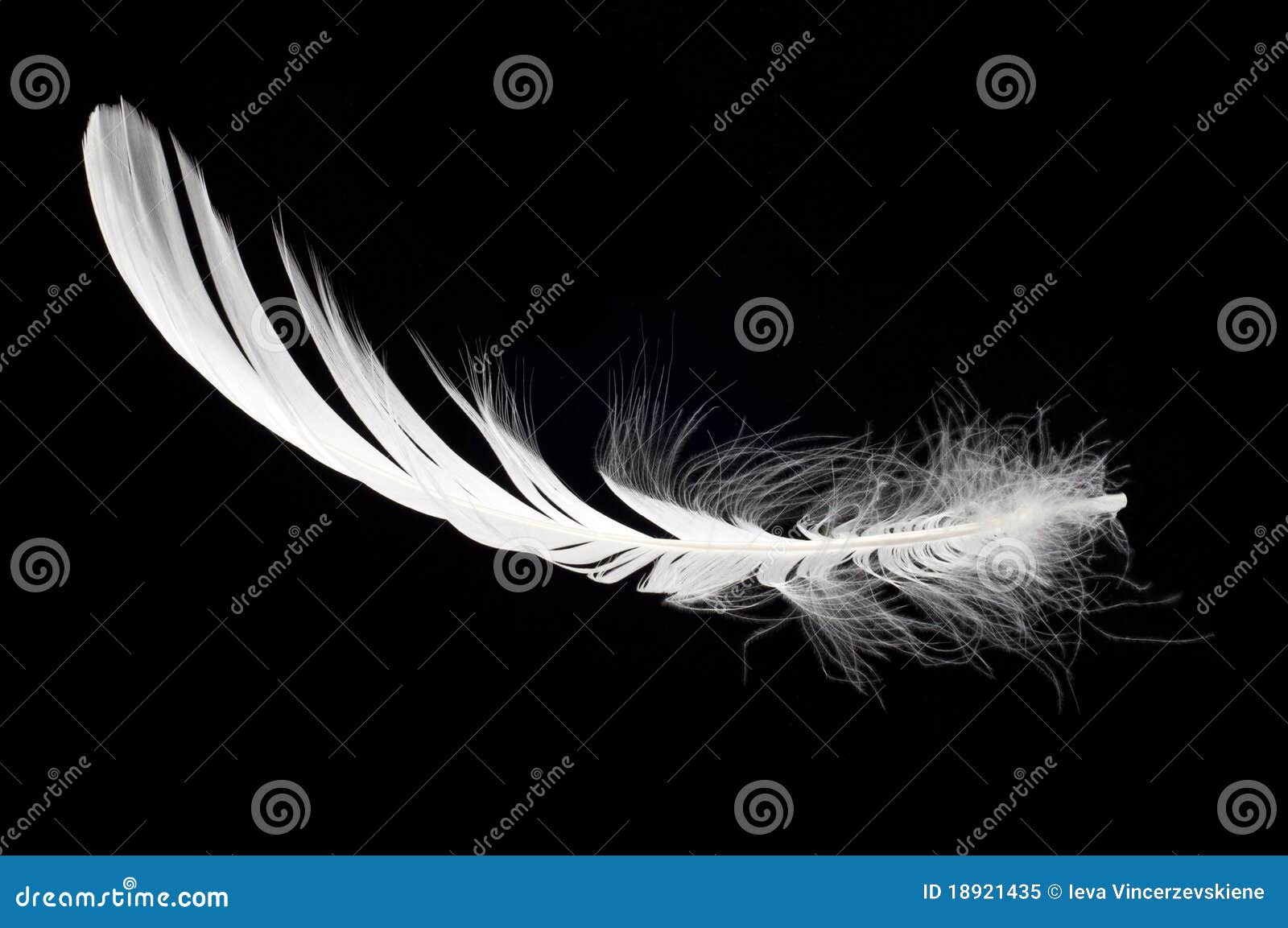 white swan feather 