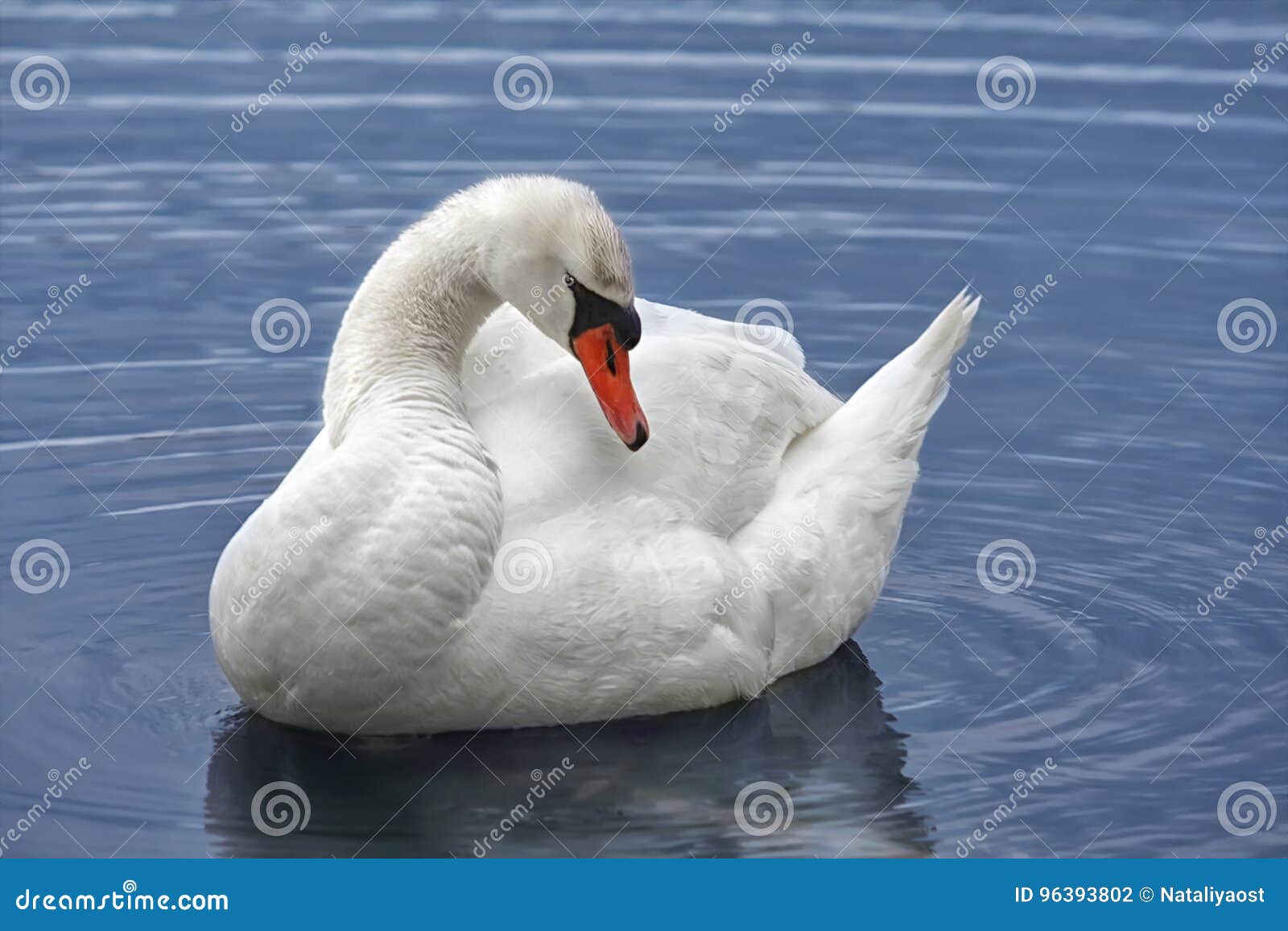 A White Swan Floats in the Water. Stock Photo - Image of crystal, nature:  96393802