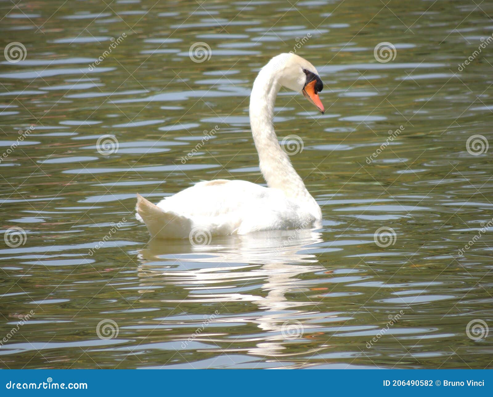 white swan - nature - brazil