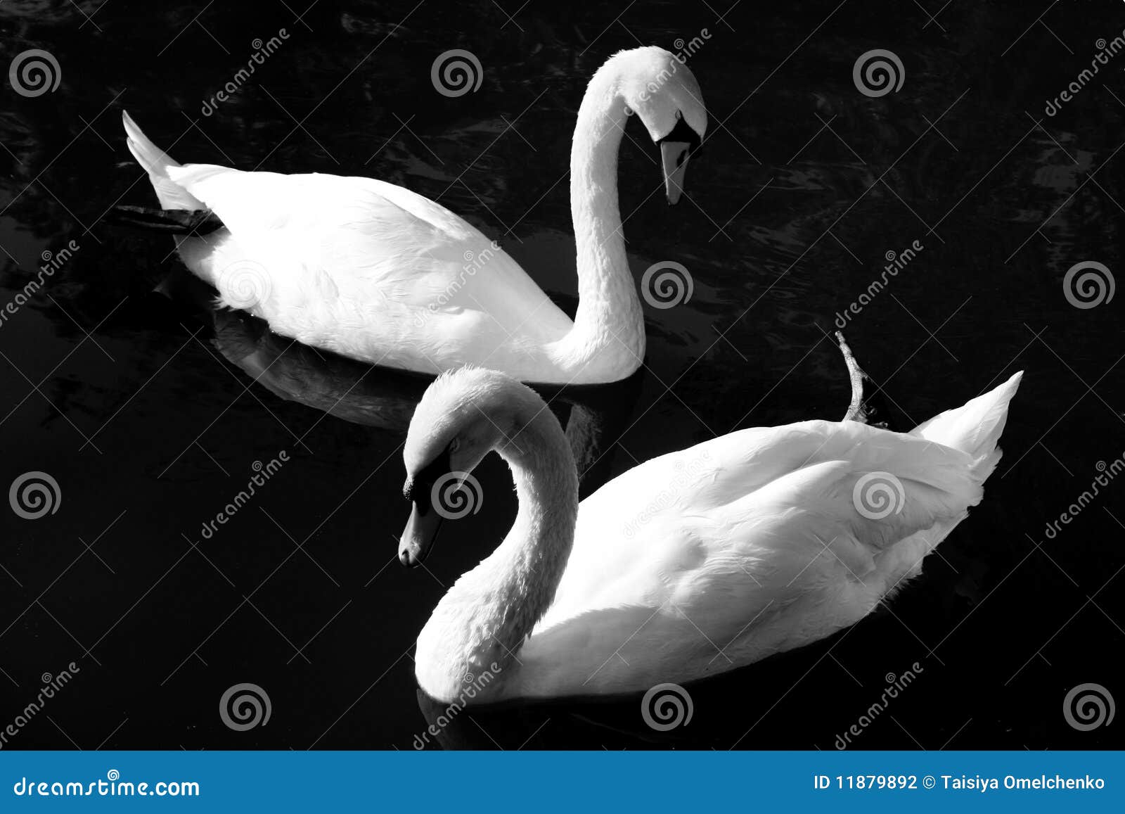 White swans stock photo. Image of white, swimming, tranquil 11879892