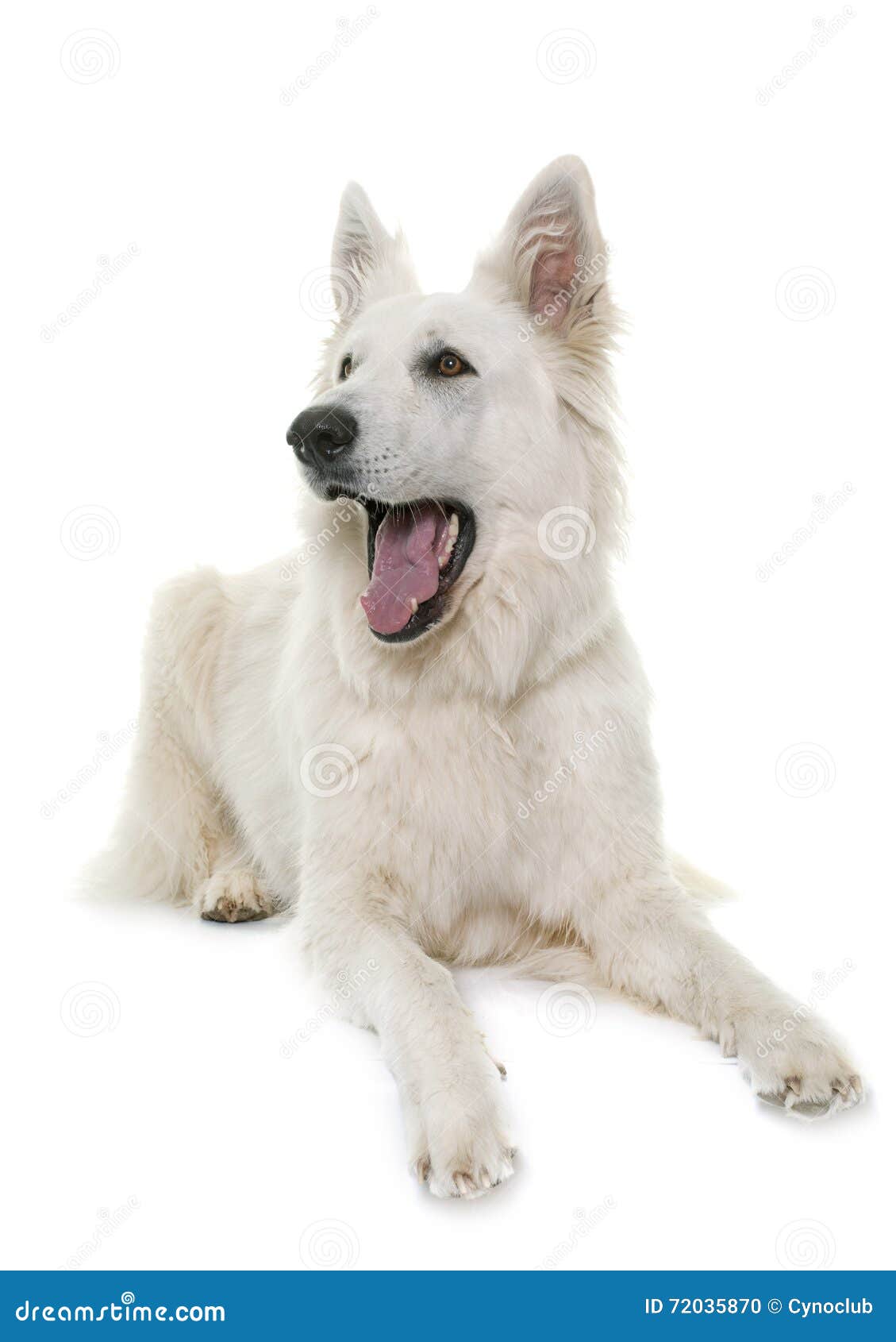 White Swiss Shepherd Dog Barking Stock Photo - Image of shepherd ...