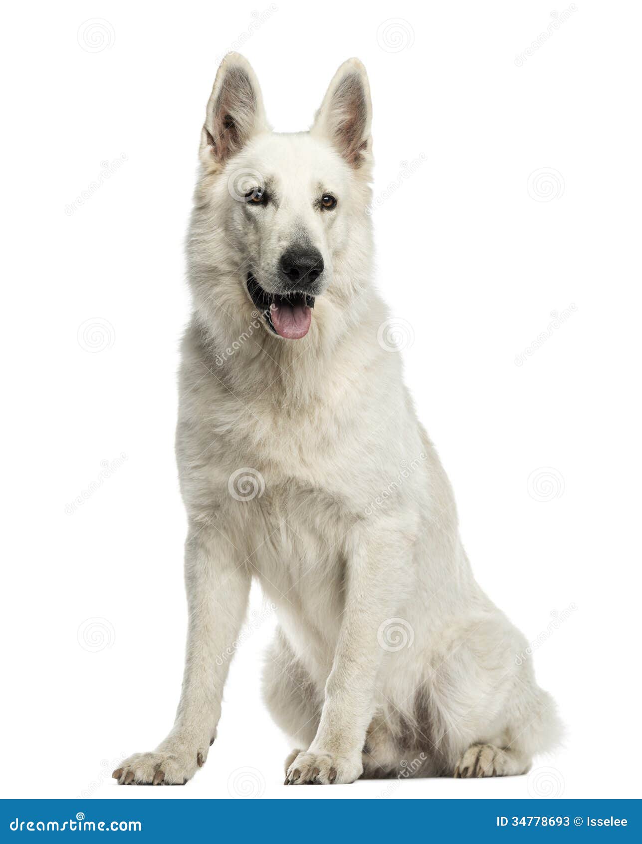 White Swiss Shepherd Dog Sitting, Panting, Isolated Stock Image - Image ...