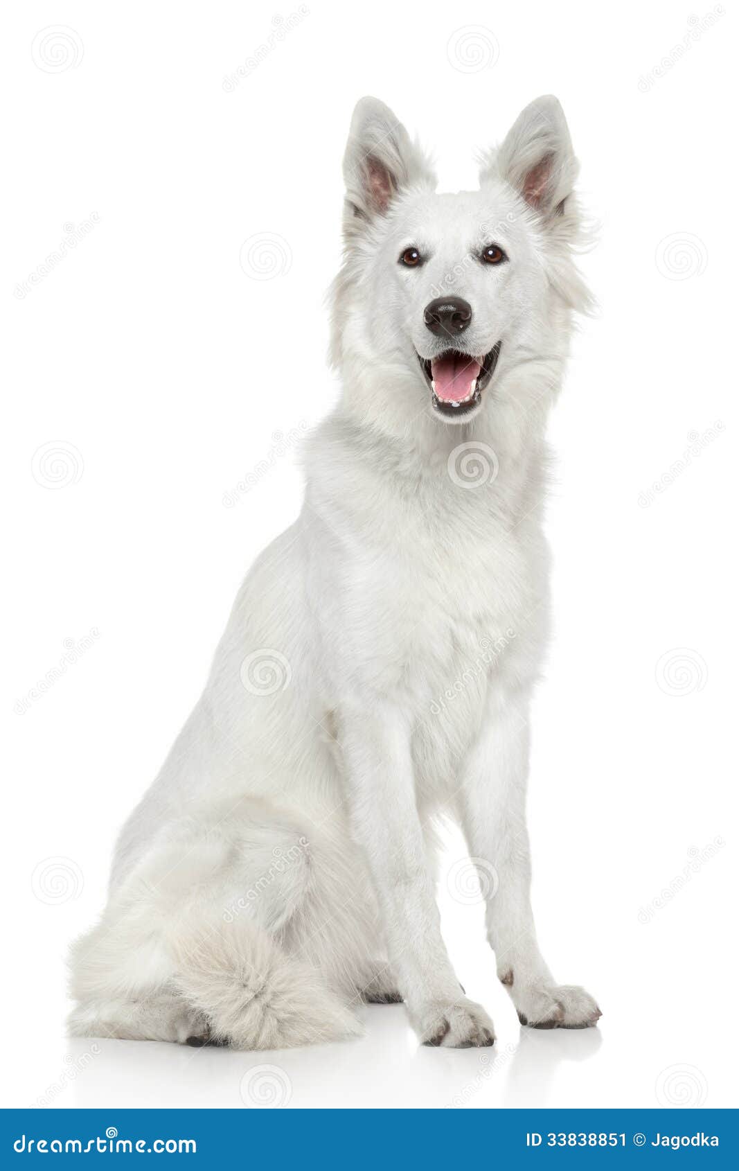 White Swiss Shepherd Dog on White Background Stock Image - Image of ...