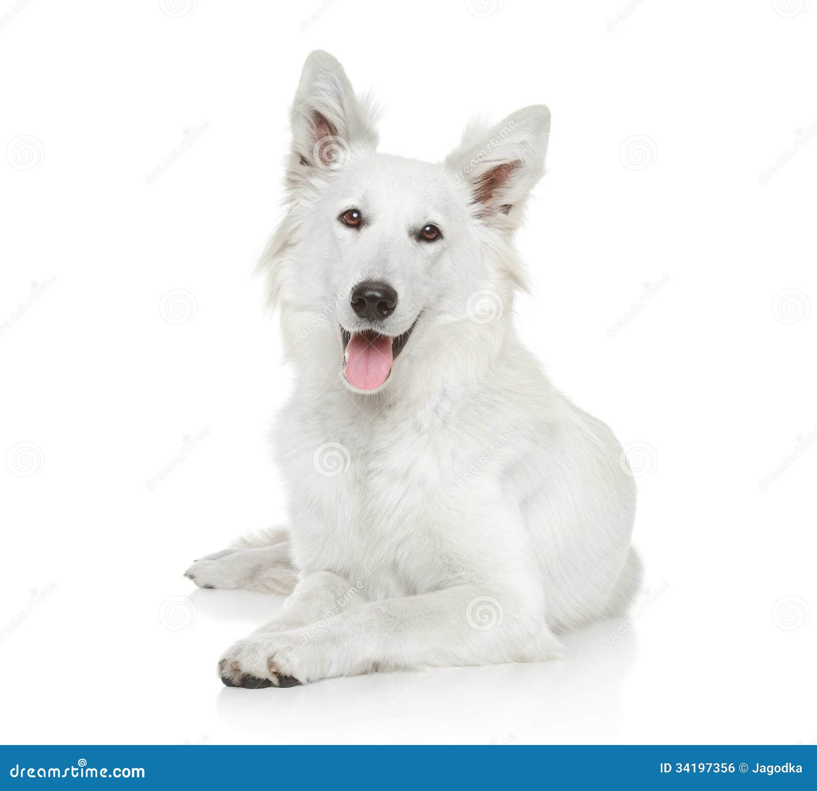 White Swiss Shepherd stock photo. Image of swissshepherd - 34197356