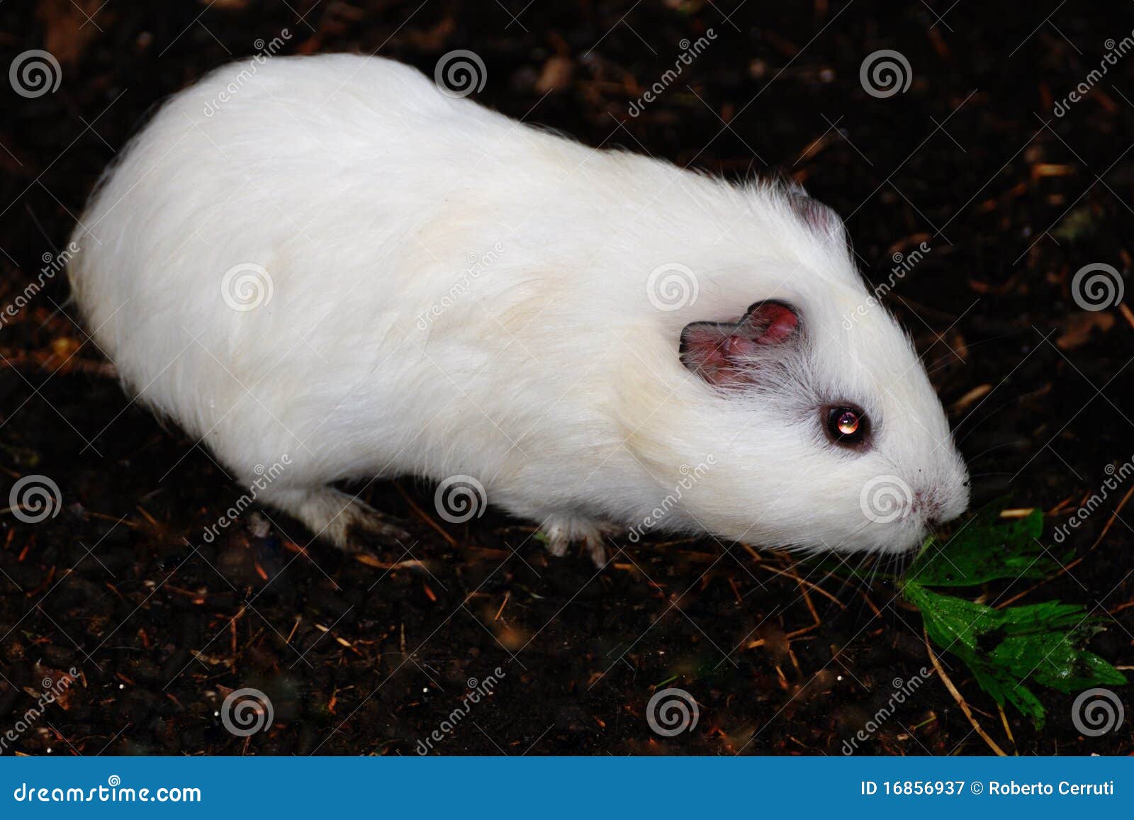 White Syrian Hamster, Mesocricetus Auratus Stock Image Image of leaf