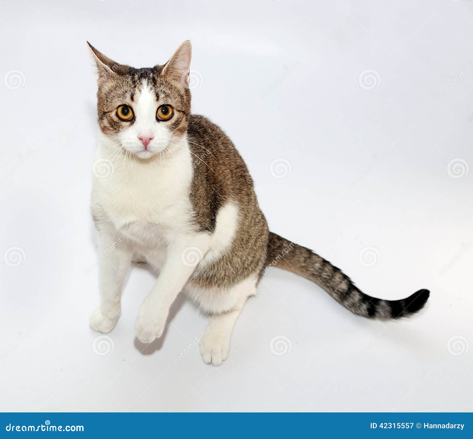 White And Tabby Cat Standing On Hind Legs On Gray Stock Image Image of mammal, pets 42315557