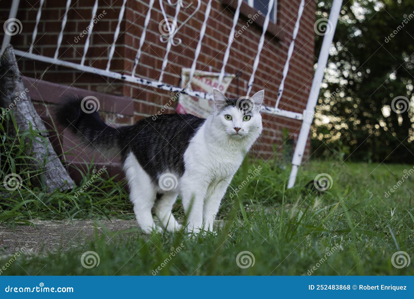 A White and Tabby Cat in a Yard Stock Photo Image of adoption