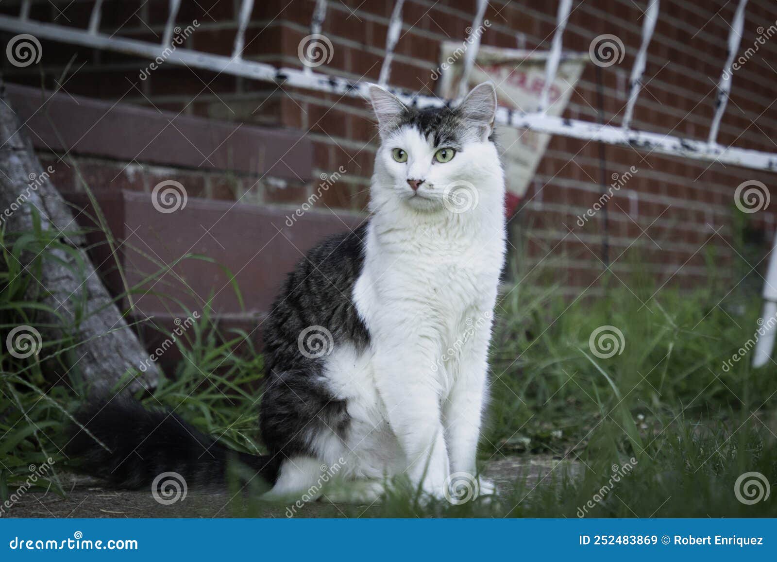 A White and Tabby Cat in a Yard Stock Image Image of long, adoption