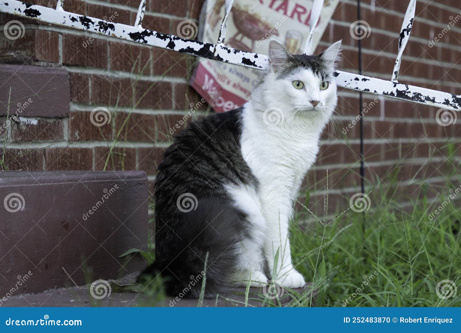 A White and Tabby Cat in a Yard Stock Photo Image of hair, cute