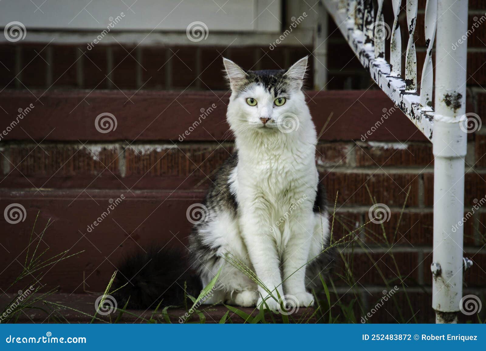 A White and Tabby Cat in a Yard Stock Photo Image of white, jonesboro