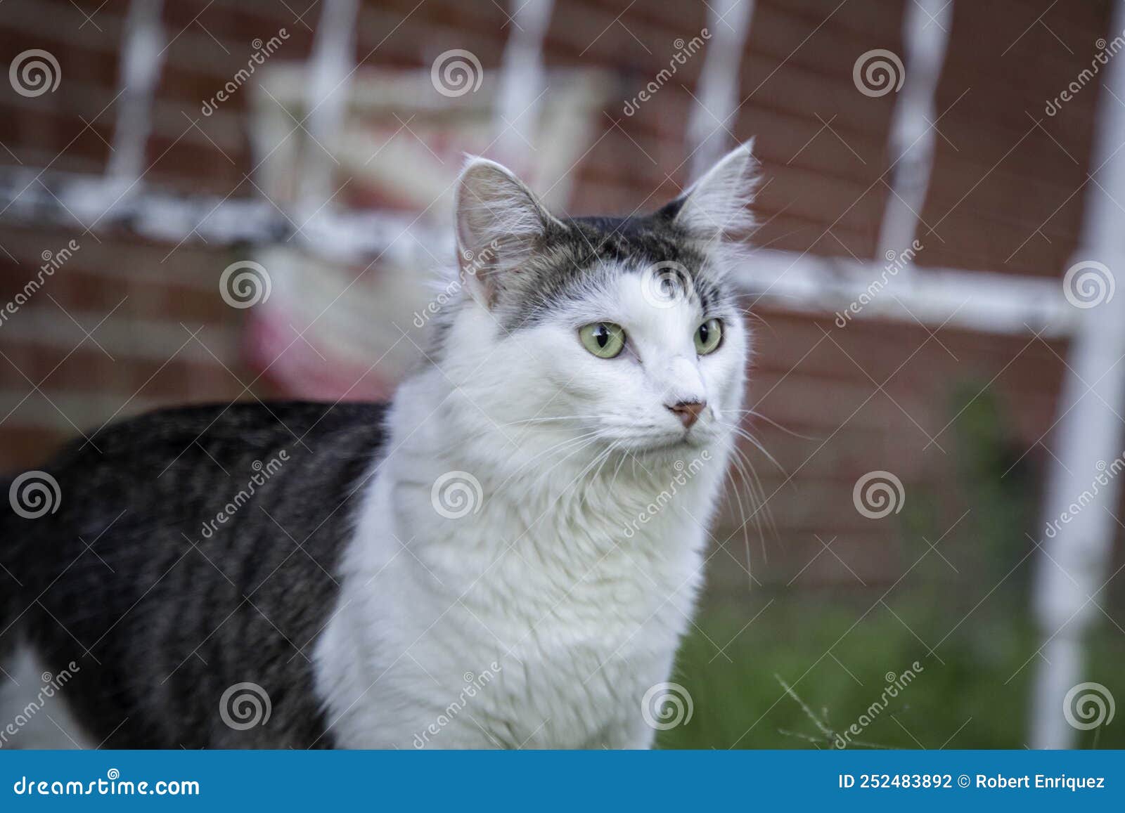 A White and Tabby Cat in a Yard Stock Photo Image of long, hair
