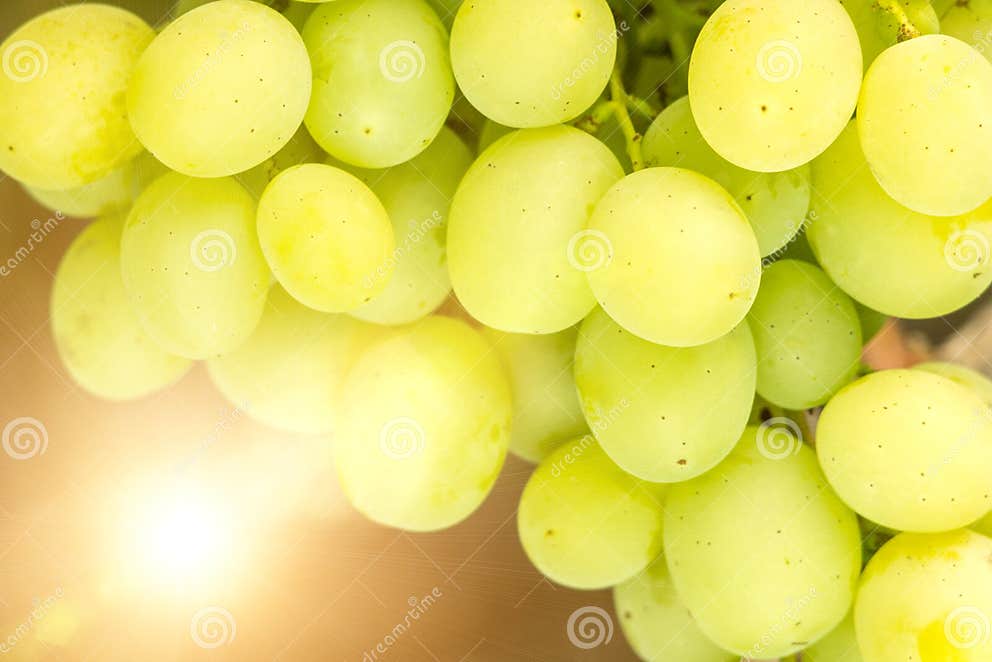 White Table Grape closeup stock photo. Image of bright 33830646