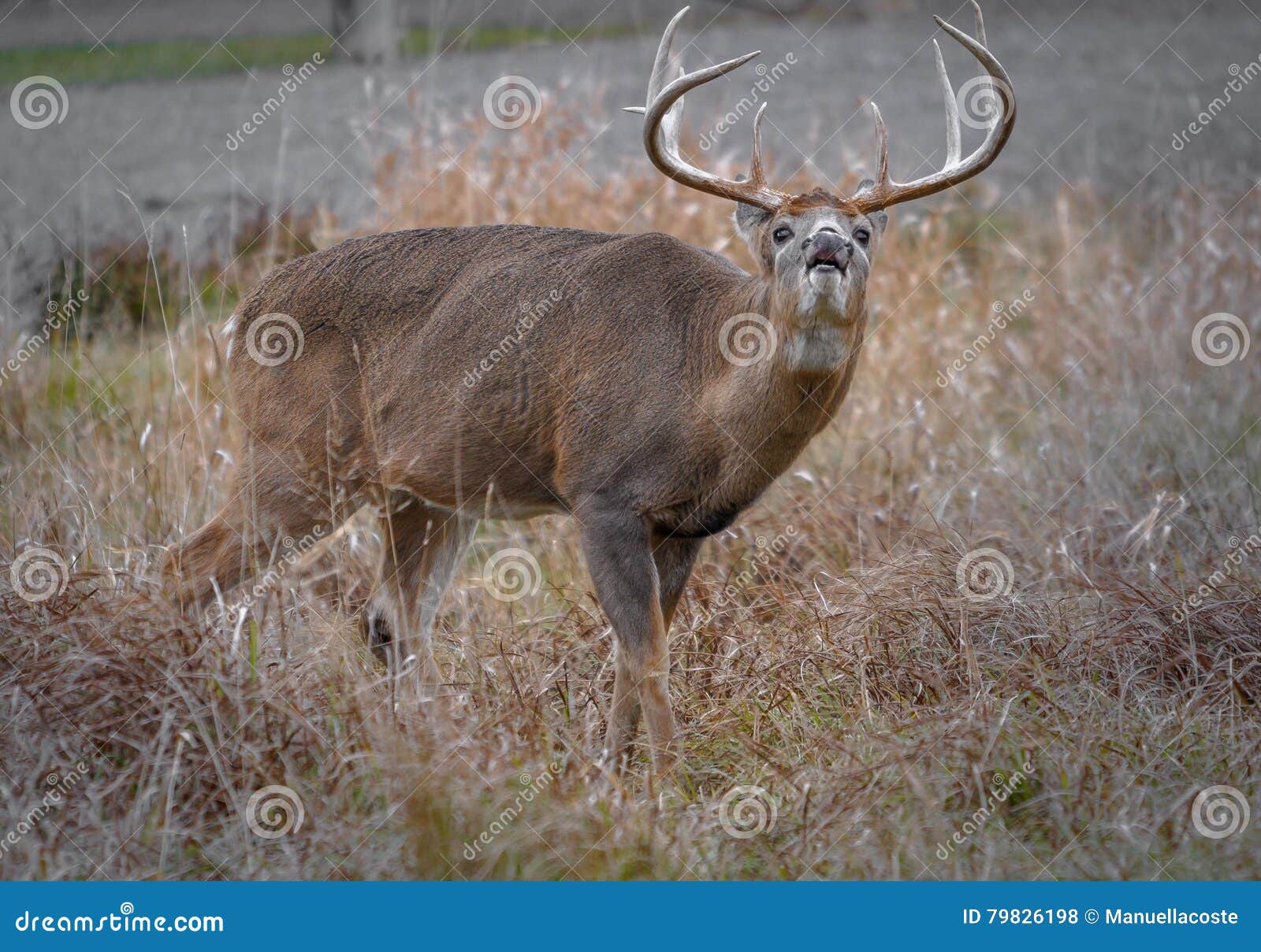 White Tail Deer Calling a Female during the Rut. Stock Photo Image of