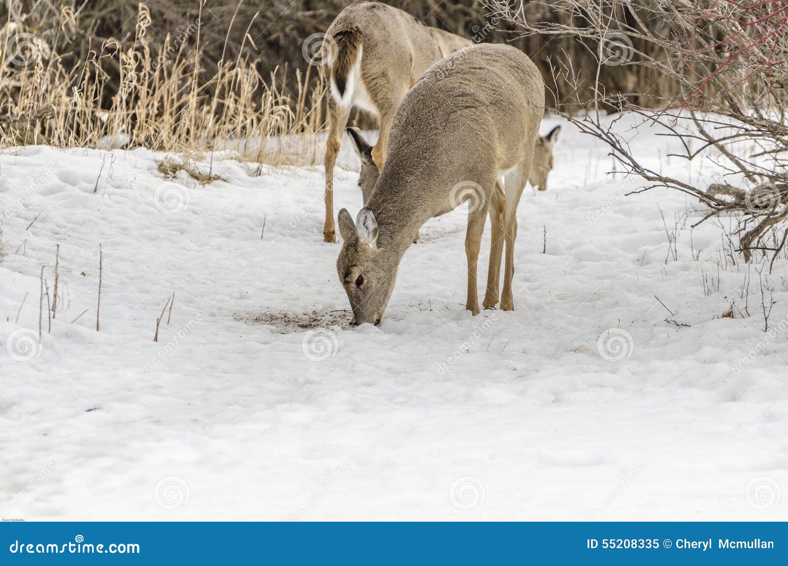 There is a doe in the winter hayfield